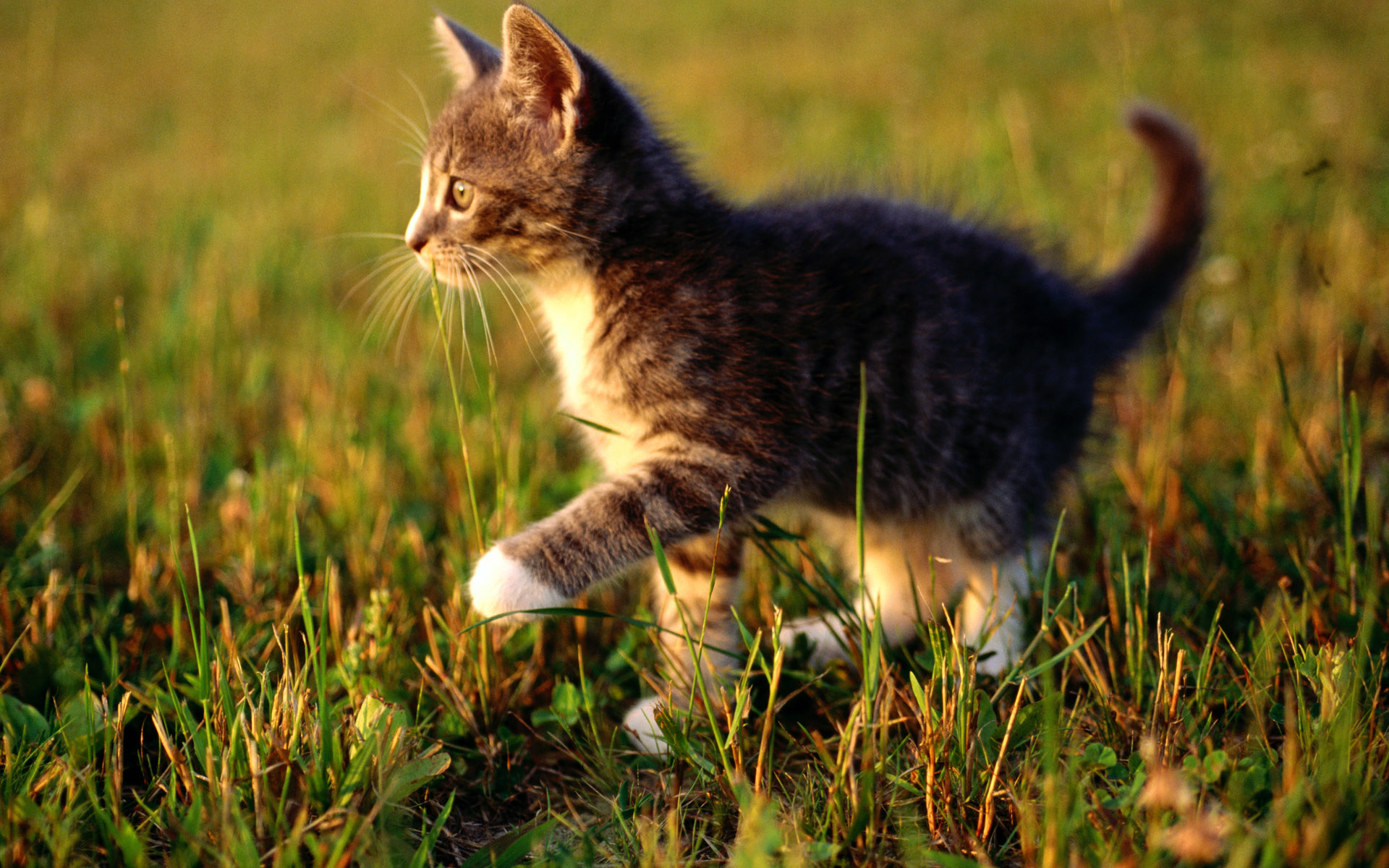 Handy-Wallpaper Katze, Katzen, Tiere kostenlos herunterladen.