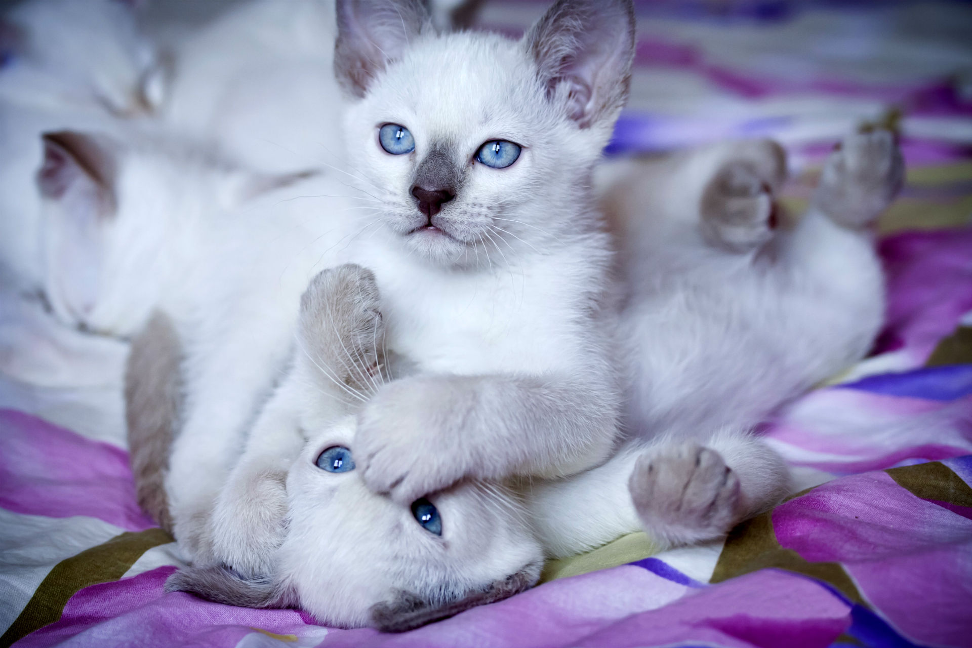 Téléchargez des papiers peints mobile Animaux, Chat gratuitement.