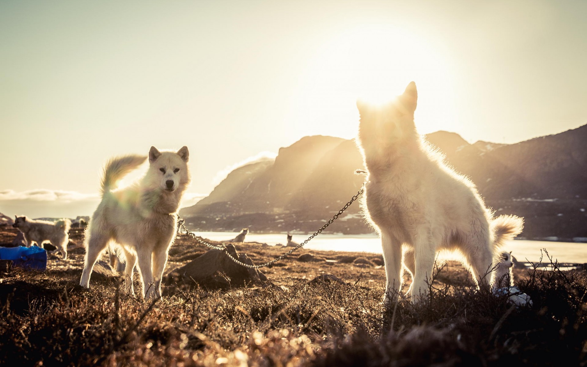 PCデスクトップに動物, 犬画像を無料でダウンロード