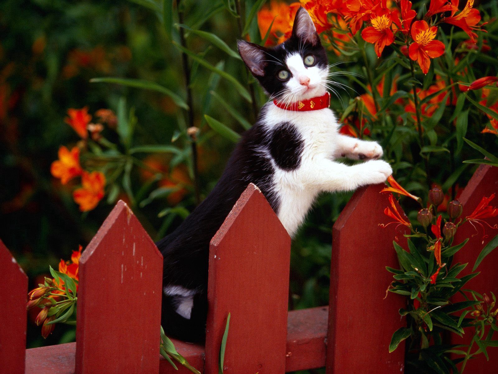 無料モバイル壁紙動物, キティ, 発見, むら, フェンス, 塀, 登る, 子猫をダウンロードします。