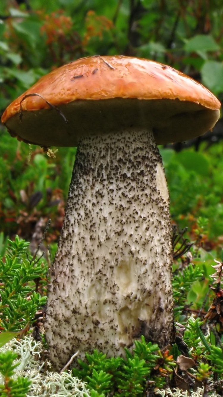 Téléchargez des papiers peints mobile Champignon, Terre/nature gratuitement.