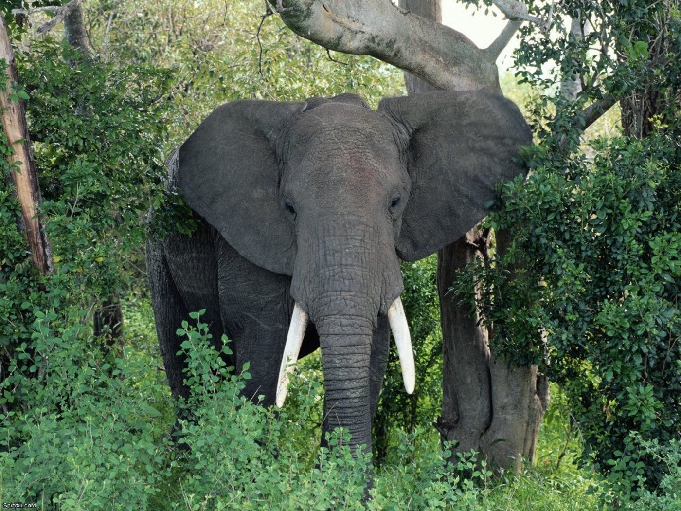 elephants, animals HD wallpaper