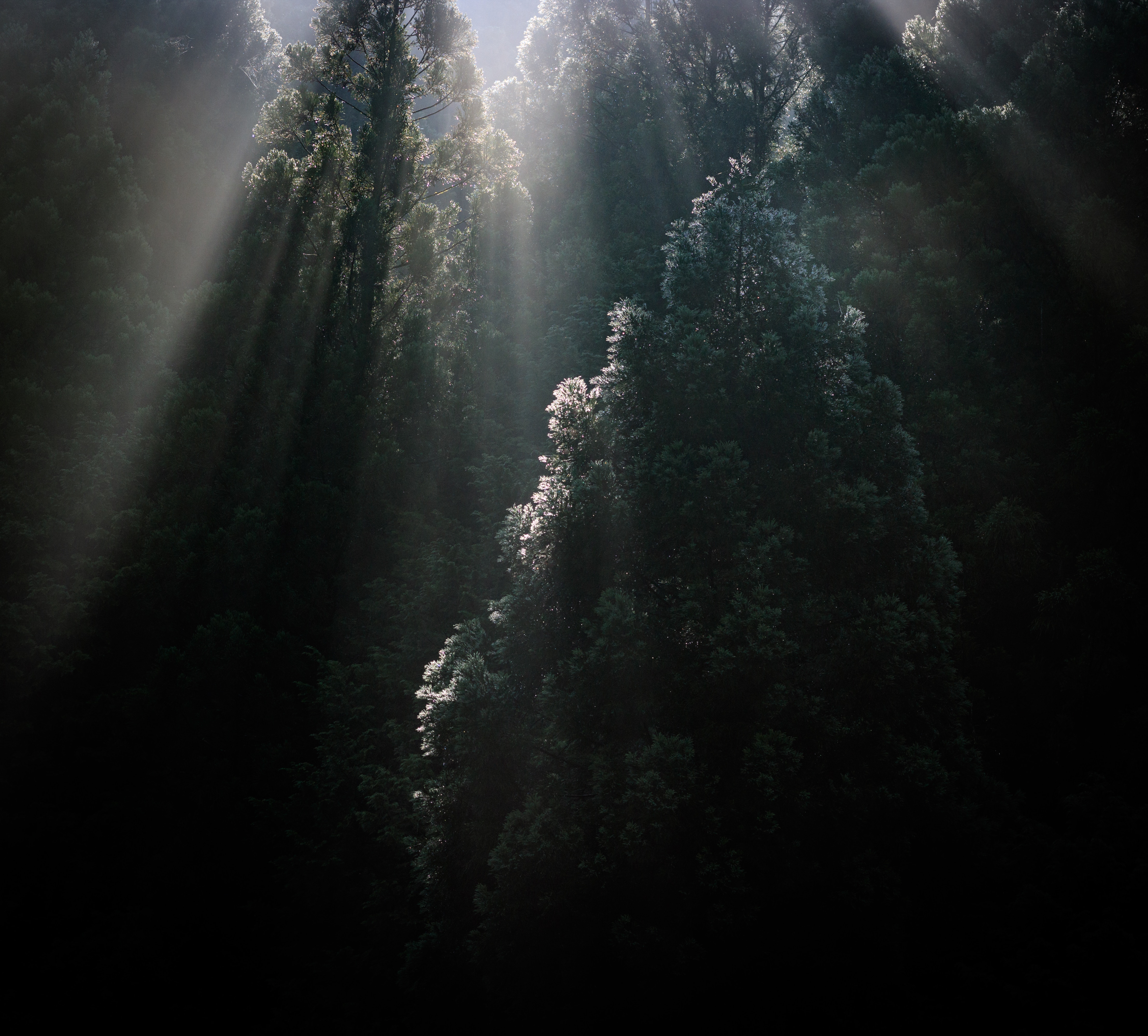 Download mobile wallpaper Top, Fog, Tops, Forest, Sunlight, Sun Rays, Trees, Nature for free.