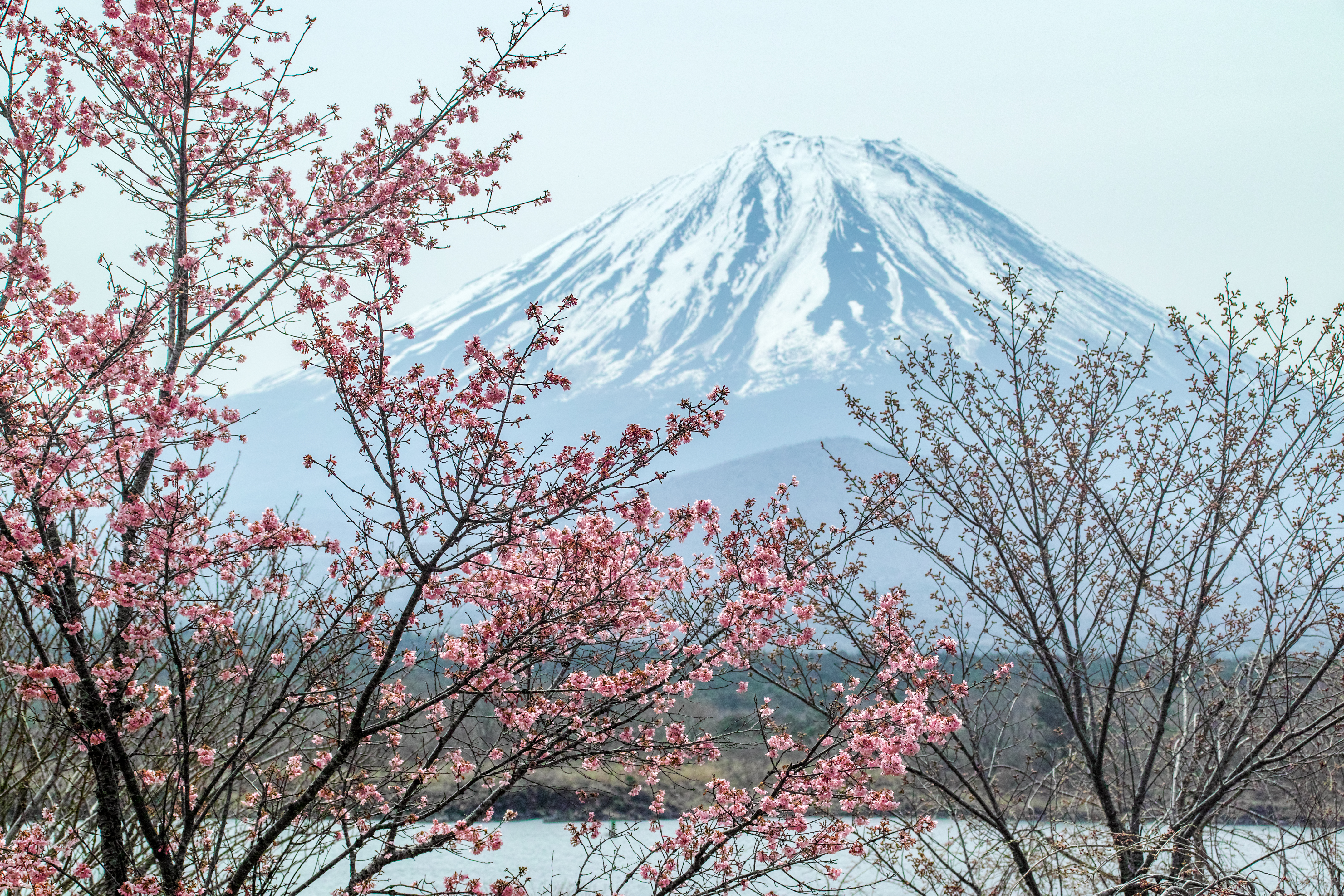 Download mobile wallpaper Pink, Sakura, Branch, Earth, Spring, Mount Fuji, Blossom, Volcanoes for free.