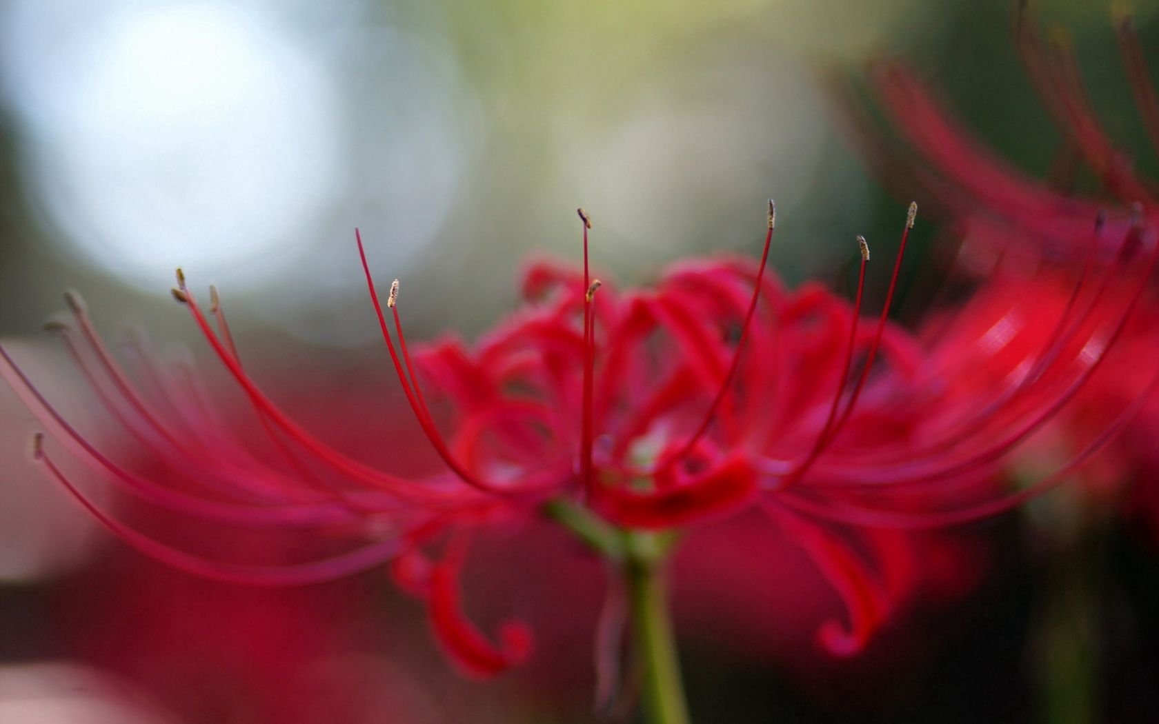 red, flower, macro, petals, stamens