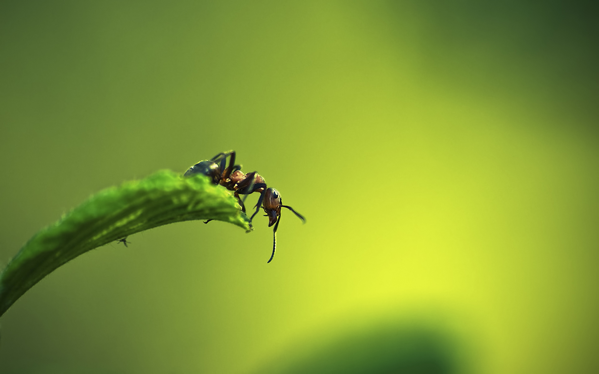 Laden Sie das Tiere, Ameise-Bild kostenlos auf Ihren PC-Desktop herunter