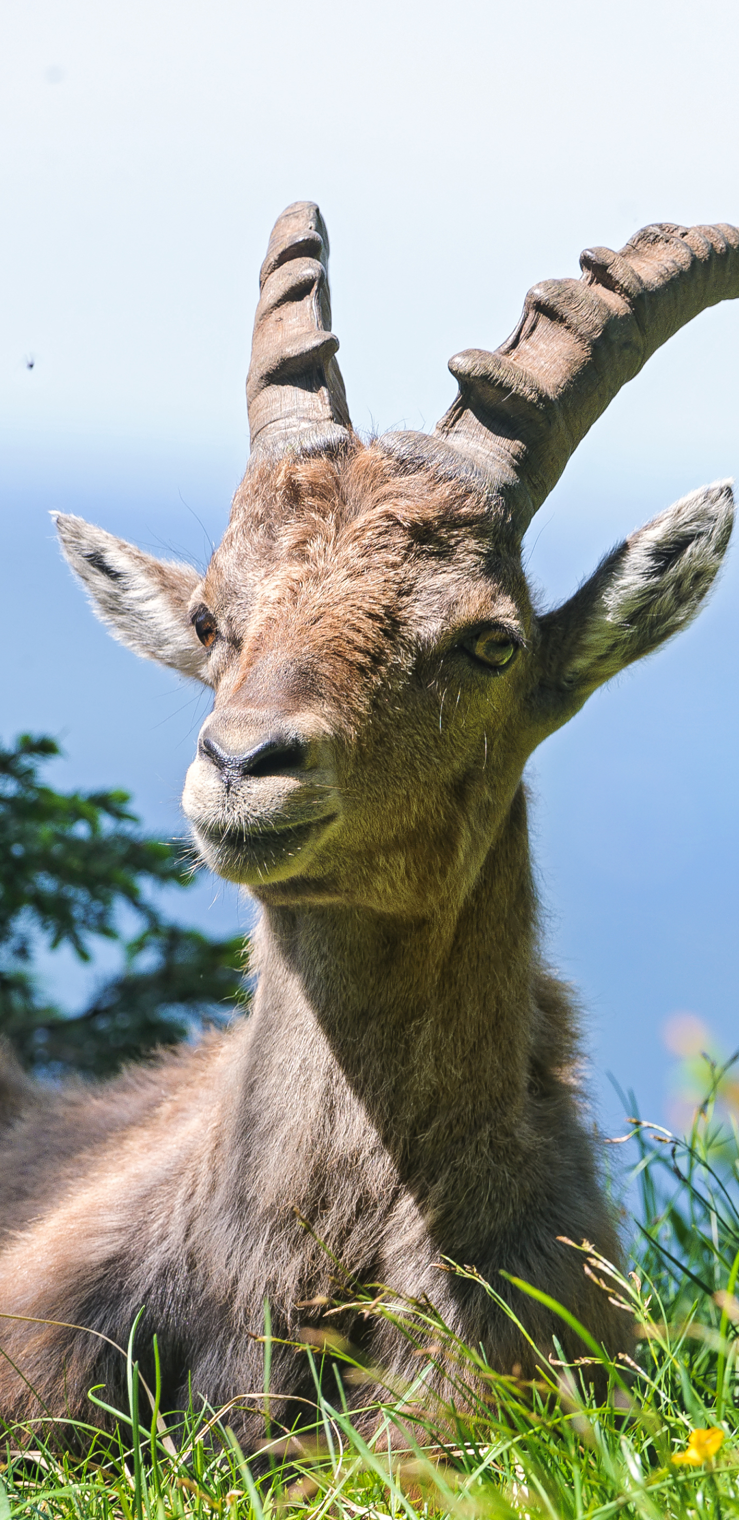 animal, alpine ibex, goat HD wallpaper