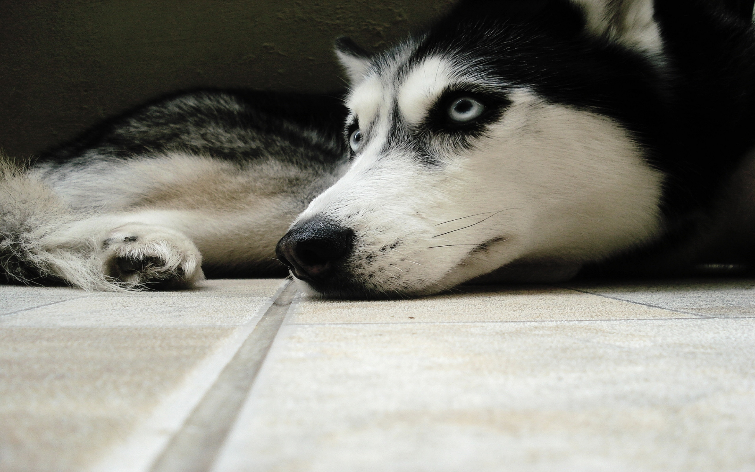Baixar papel de parede para celular de Husky, Cães, Animais gratuito.
