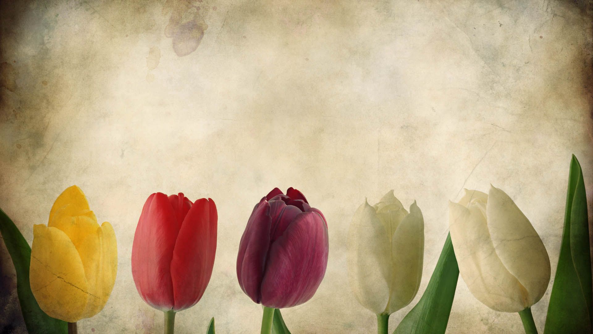 Download mobile wallpaper Petals, Flowers, Tulips, Background for free.