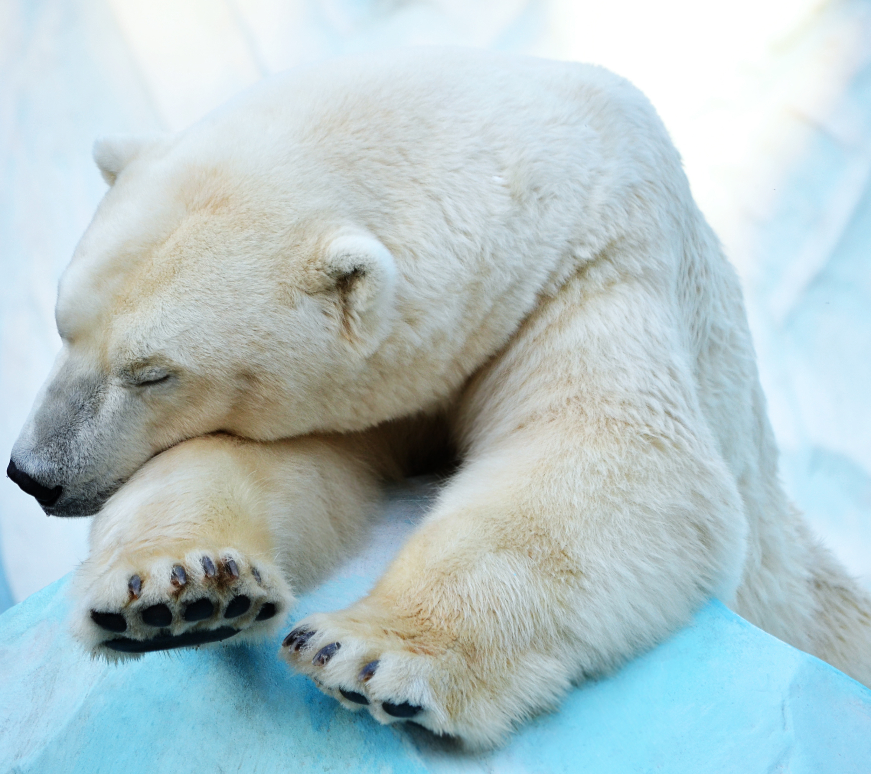 無料モバイル壁紙動物, クマ, シロクマをダウンロードします。