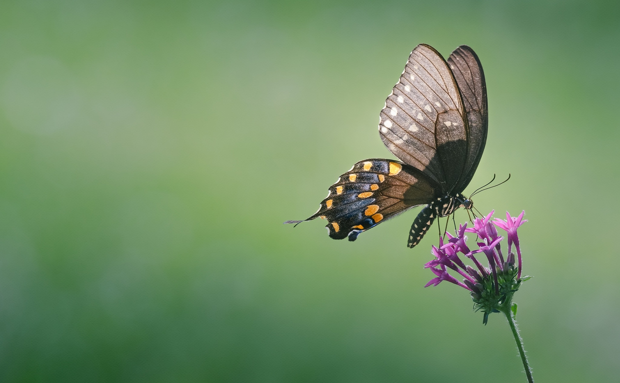 Descarga gratuita de fondo de pantalla para móvil de Animales, Flor, Insecto, Mariposa.