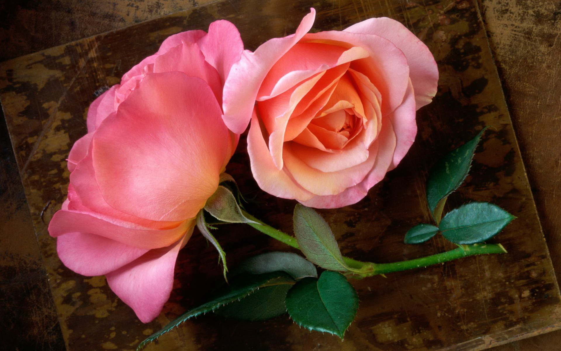 Baixe gratuitamente a imagem Rosa, Flor, Feito Pelo Homem na área de trabalho do seu PC