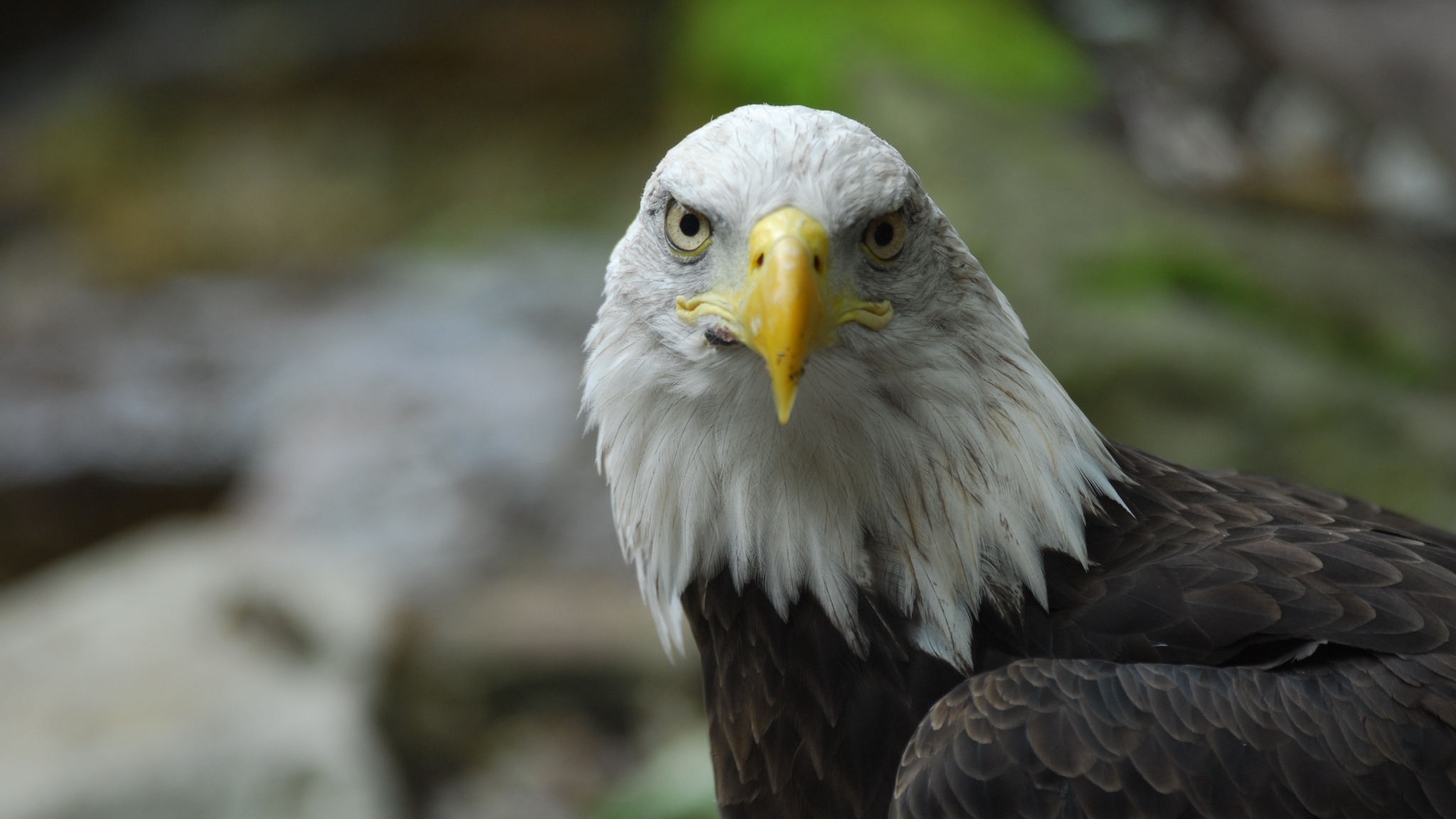 Download mobile wallpaper Birds, Bird, Animal, Bald Eagle for free.