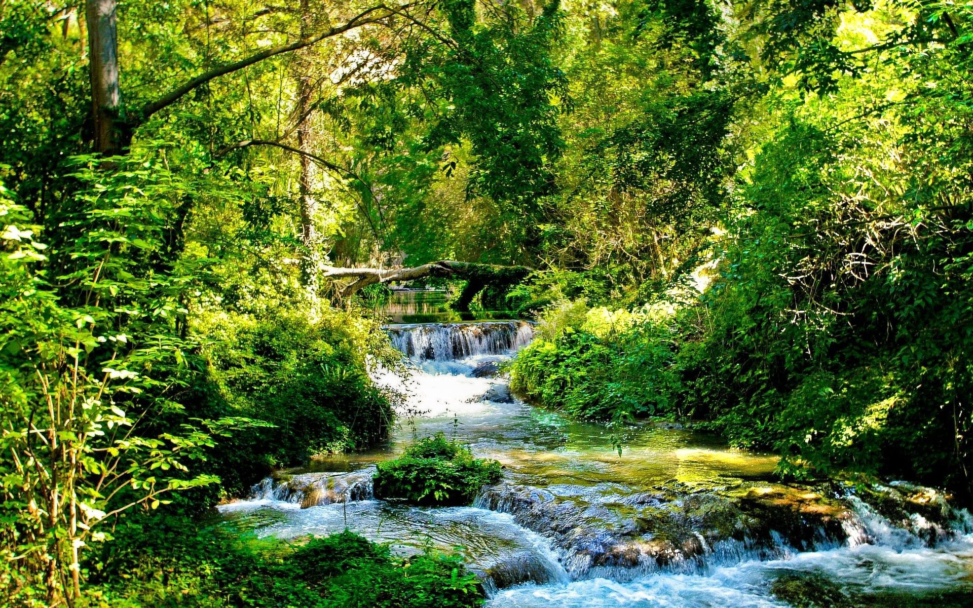 rivers, streams, green, nature, trees, shine, light, forest, branches, cascades, creek, brook, sunny, flows Full HD