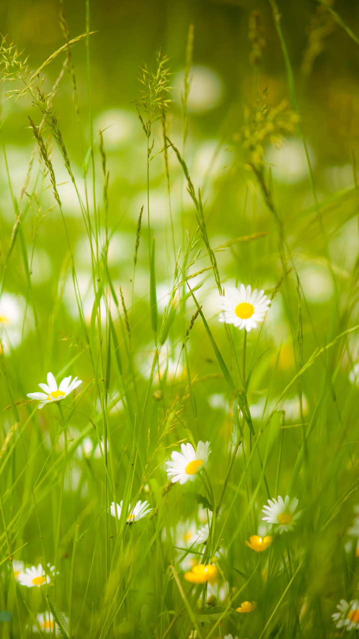 無料モバイル壁紙自然, 夏, 花, 地球, ぼかし, 牧草地, 白い花をダウンロードします。