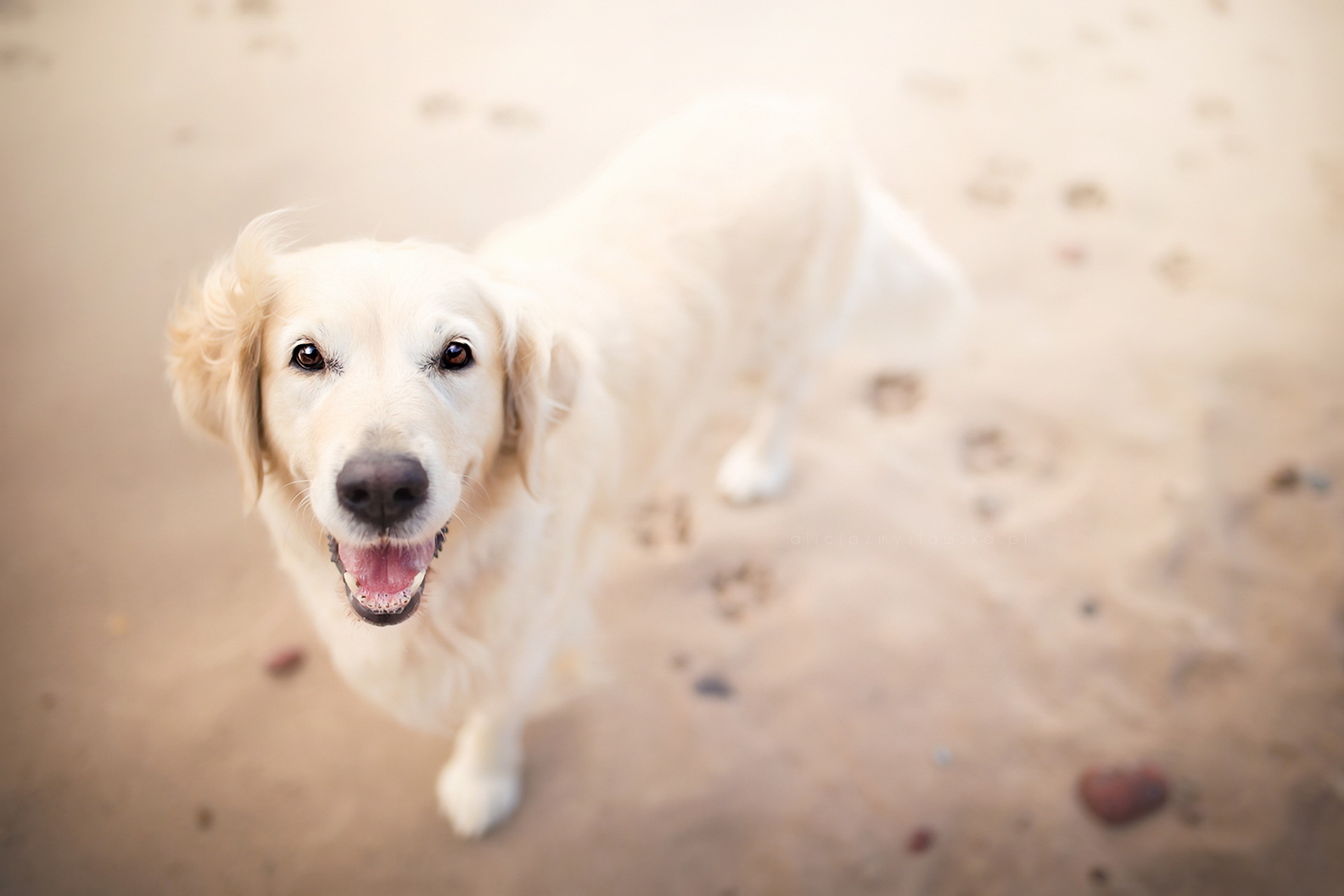 Download mobile wallpaper Dogs, Sand, Dog, Animal, Golden Retriever for free.