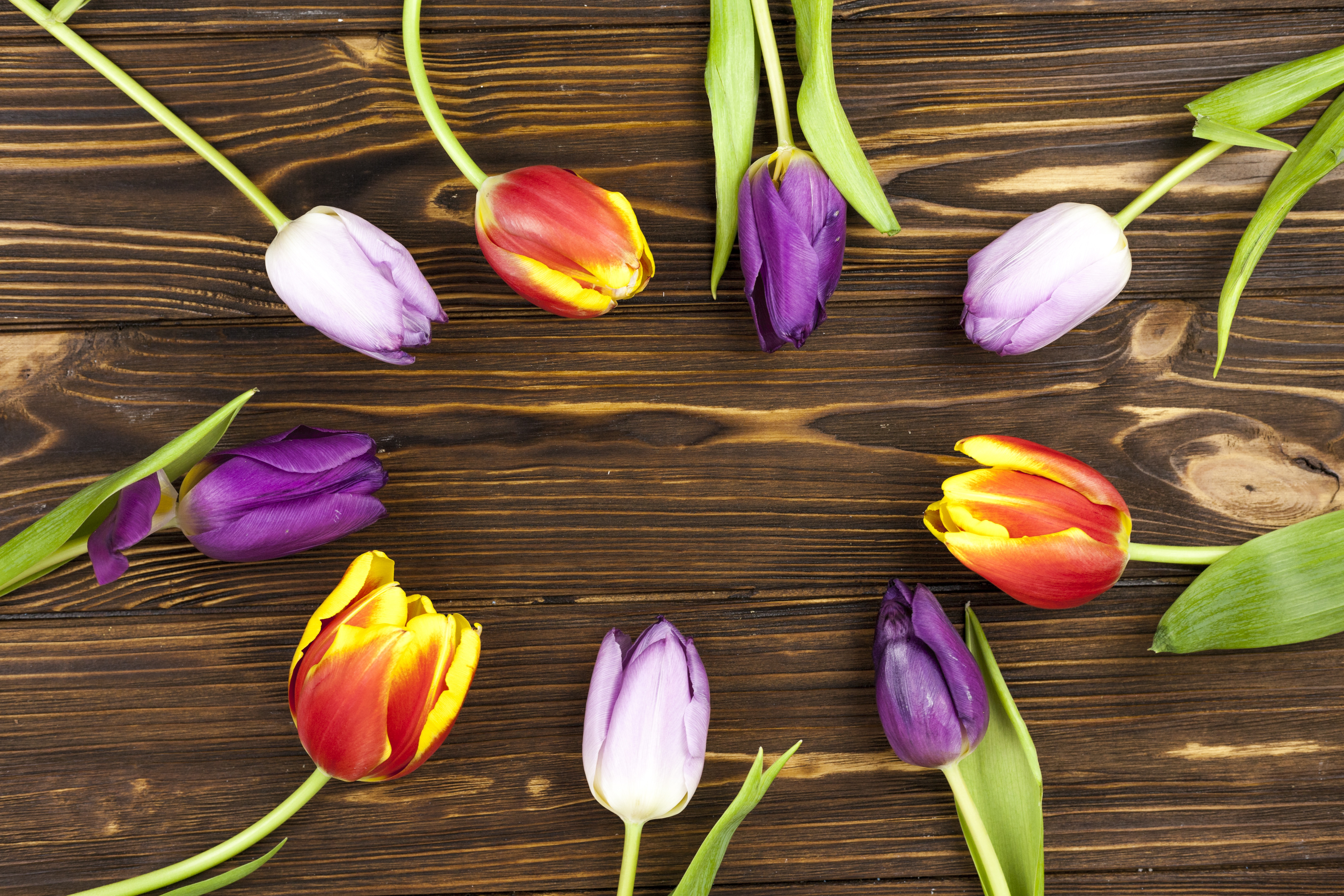 Handy-Wallpaper Blume, Tulpe, Menschengemacht, Stillleben kostenlos herunterladen.