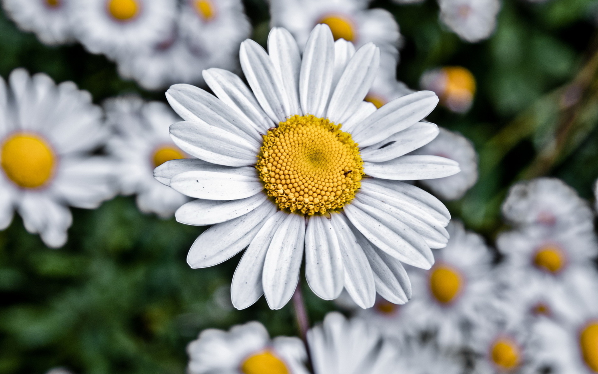 Téléchargez gratuitement l'image Fleurs, Fleur, Terre/nature sur le bureau de votre PC