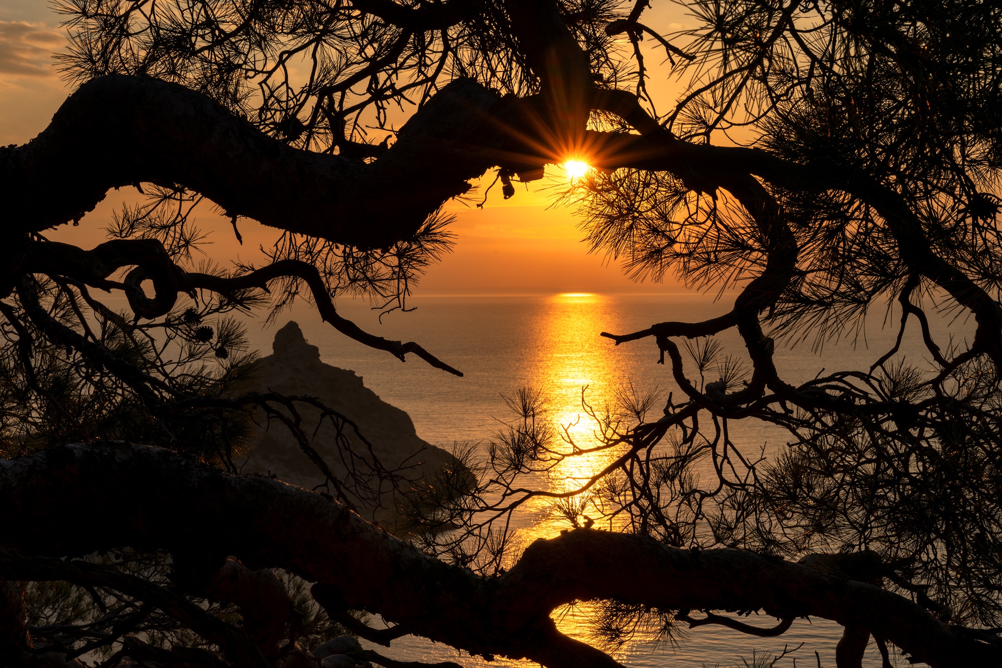 earth, sunset, branch, crimea, evening, nature, pine, sea, sun, tree