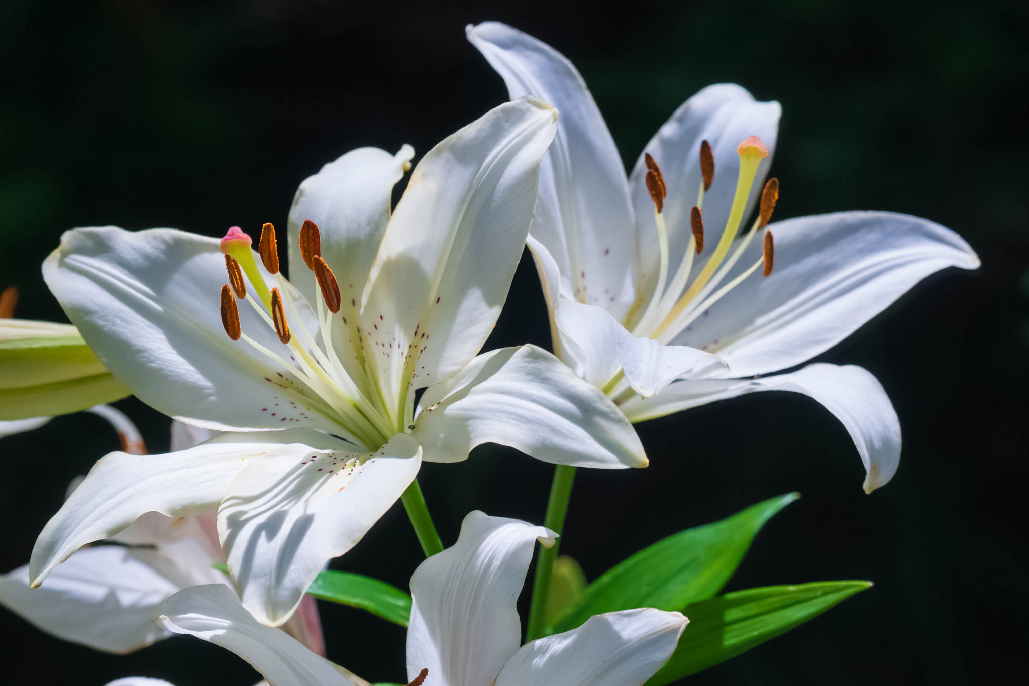Descarga gratis la imagen Flores, Flor, Lirio, Flor Blanca, Tierra/naturaleza en el escritorio de tu PC