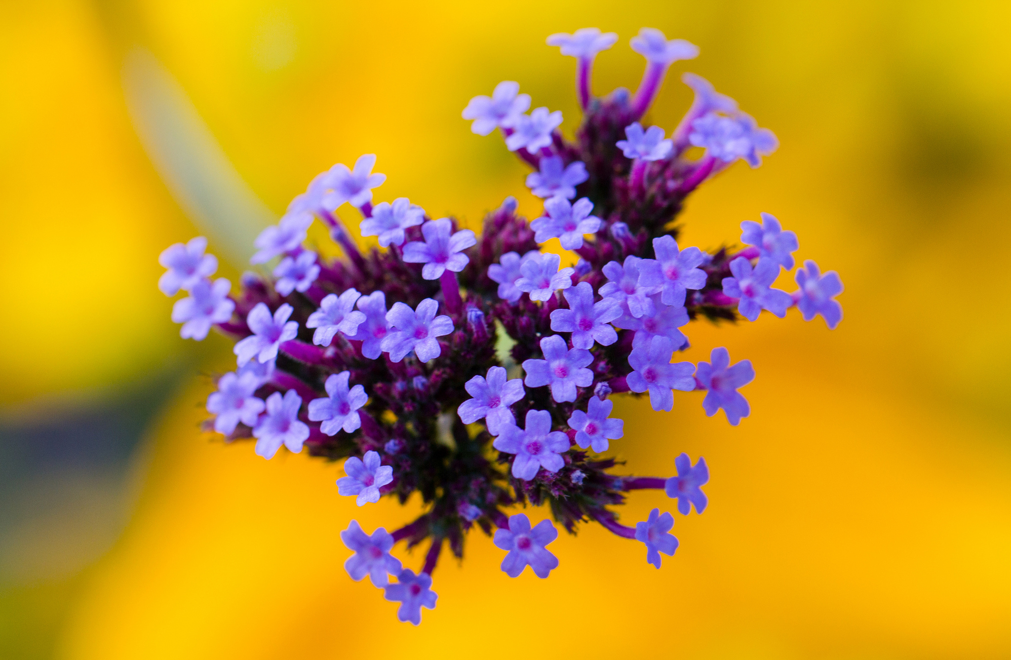 Free download wallpaper Nature, Flowers, Flower, Macro, Blur, Earth, Purple Flower on your PC desktop
