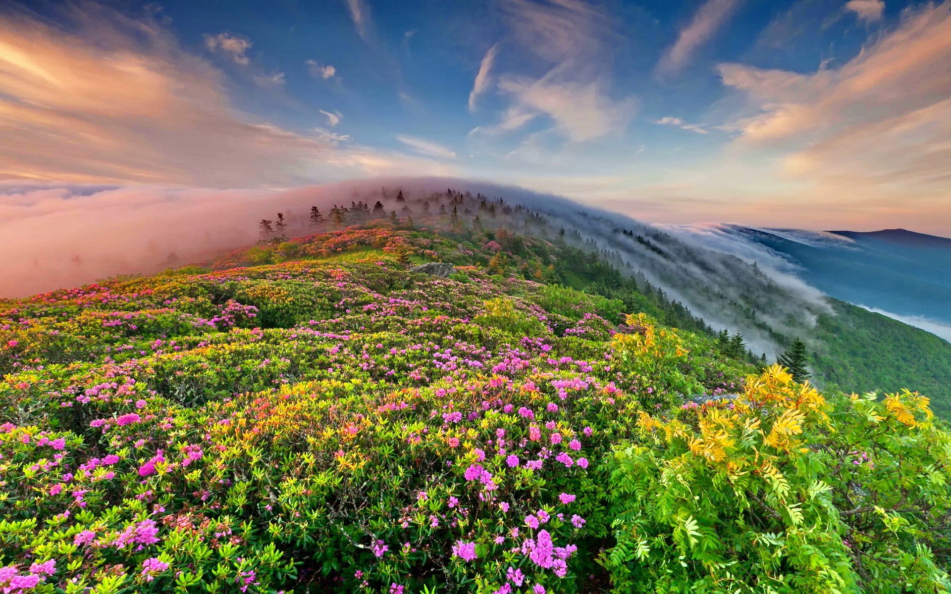 Free download wallpaper Landscape, Mountains, Mountain, Flower, Forest, Fog, Earth, Spring on your PC desktop
