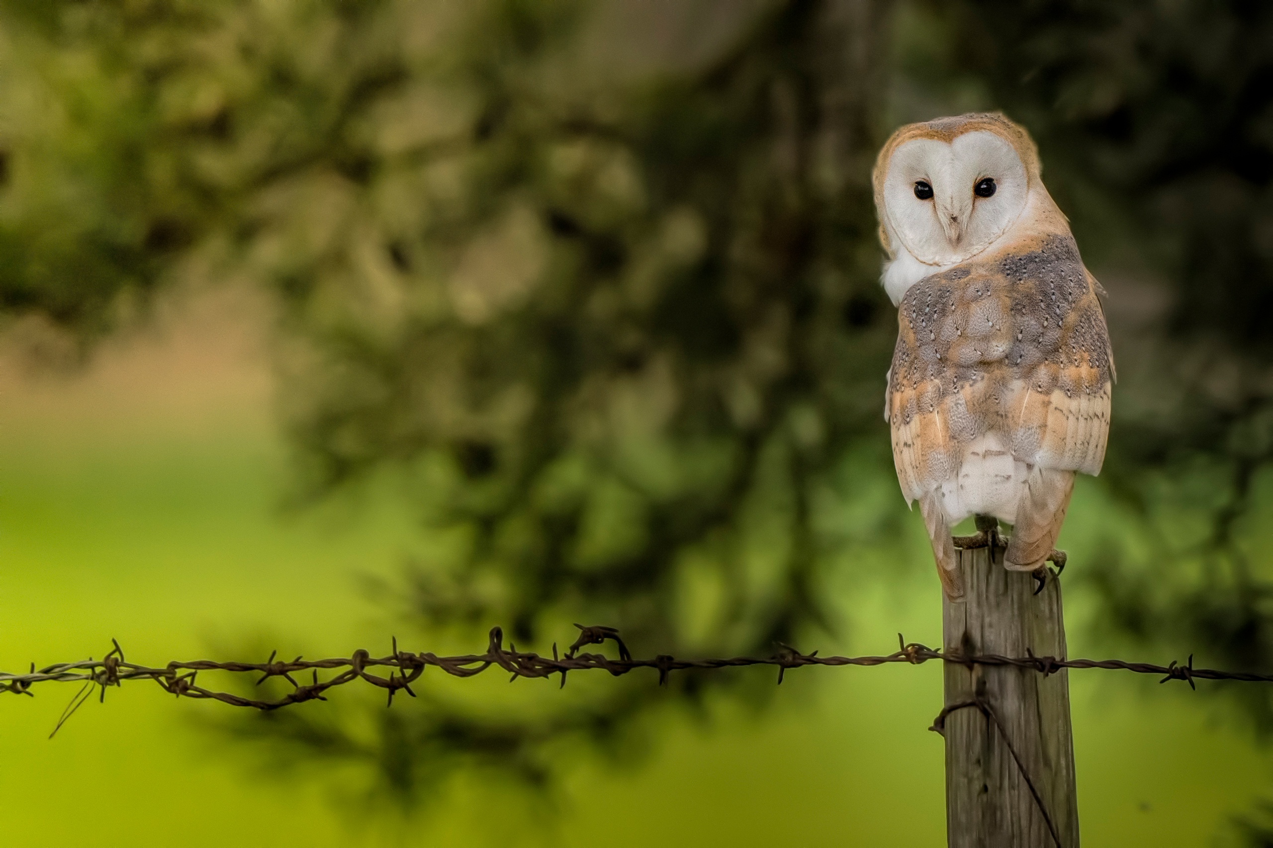 Download mobile wallpaper Birds, Owl, Bird, Animal, Barn Owl, Depth Of Field for free.