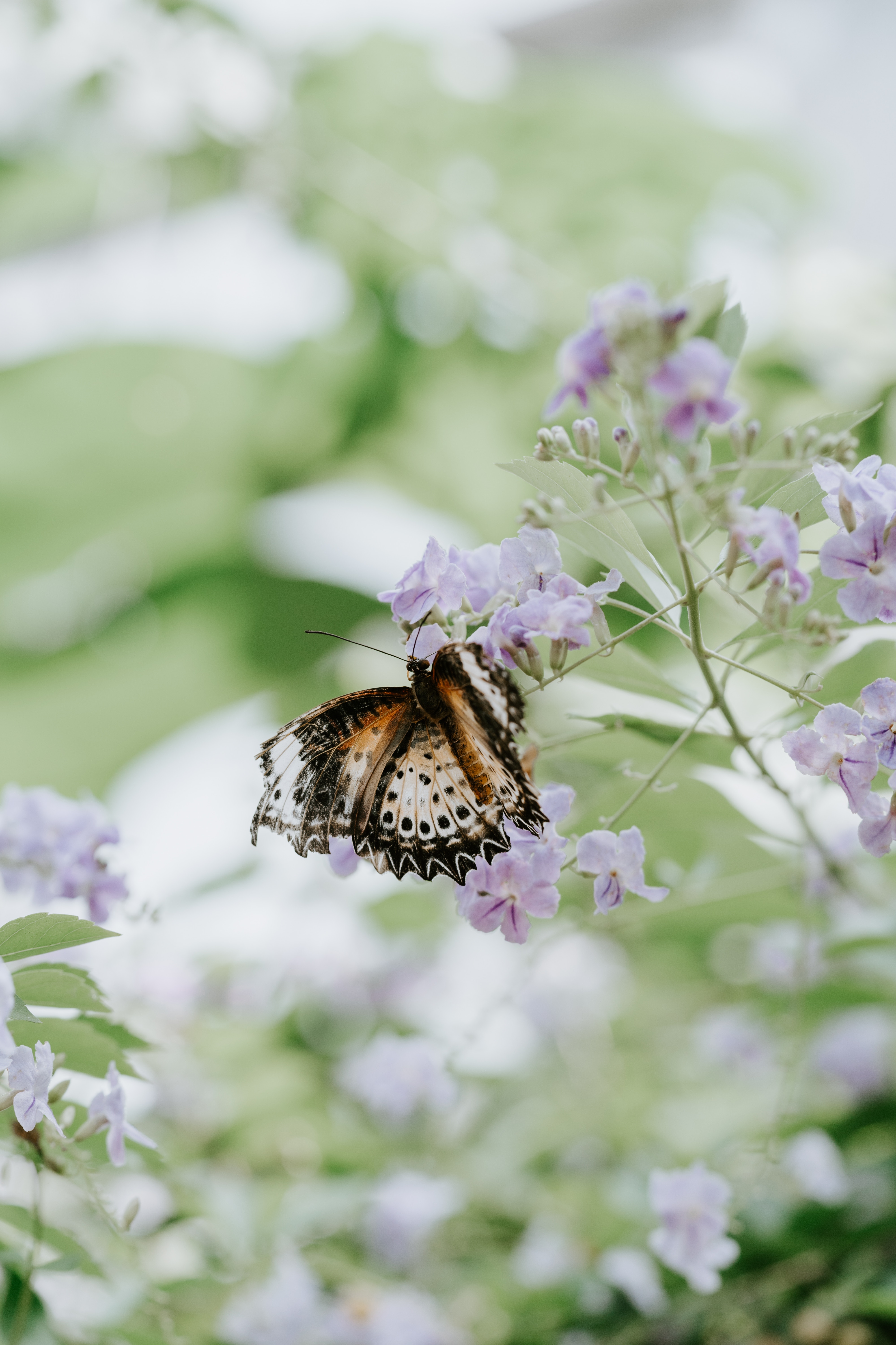 109228 baixar papel de parede borboleta, flor, macro, embaçamento, liso, fechar se, close up - protetores de tela e imagens gratuitamente