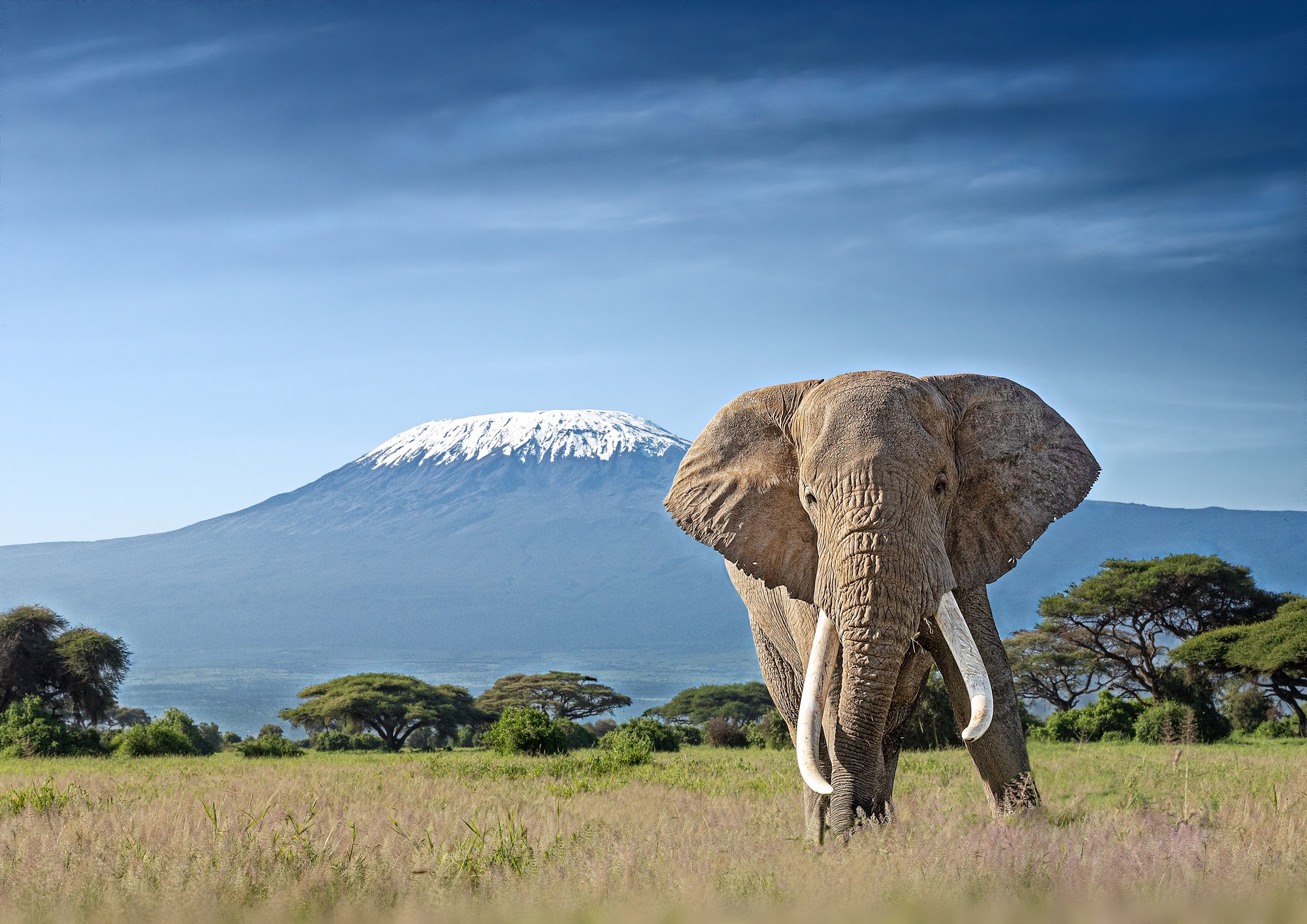 Скачать обои бесплатно Животные, Саванна, Слоны, Африканский Слон картинка на рабочий стол ПК