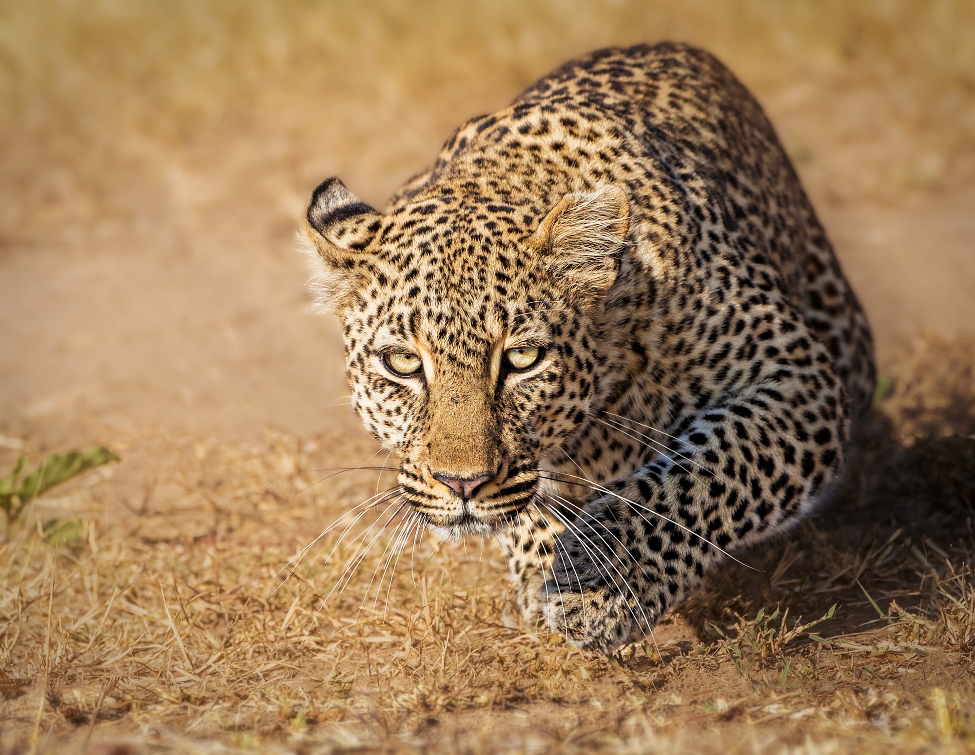 Download mobile wallpaper Cats, Leopard, Muzzle, Animal for free.