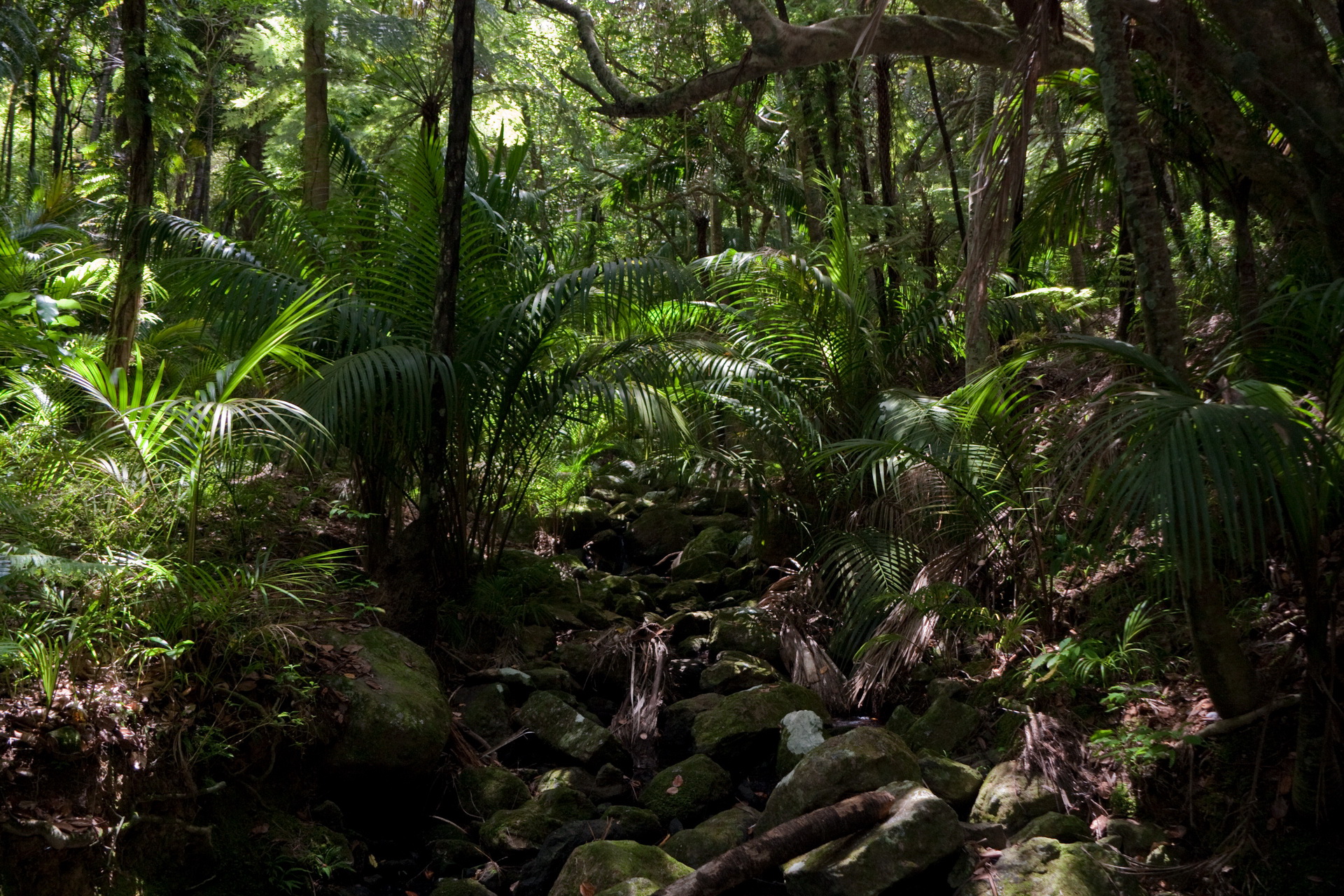 Téléchargez gratuitement l'image Jungle, Terre/nature, Forêt Tropicale sur le bureau de votre PC