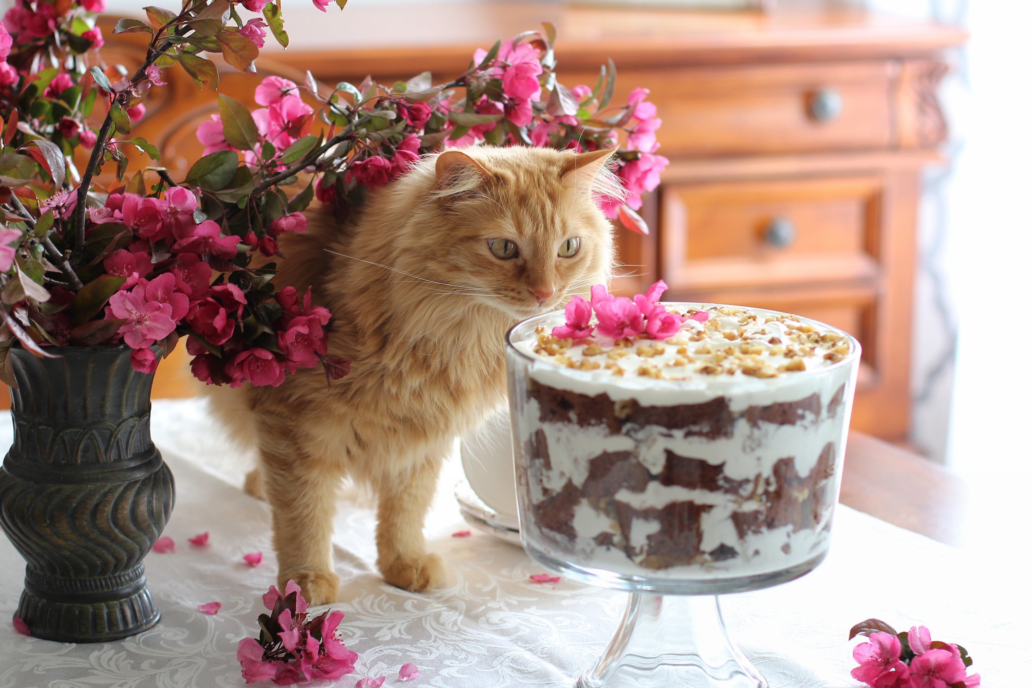 Free download wallpaper Cats, Flower, Cat, Cake, Animal on your PC desktop