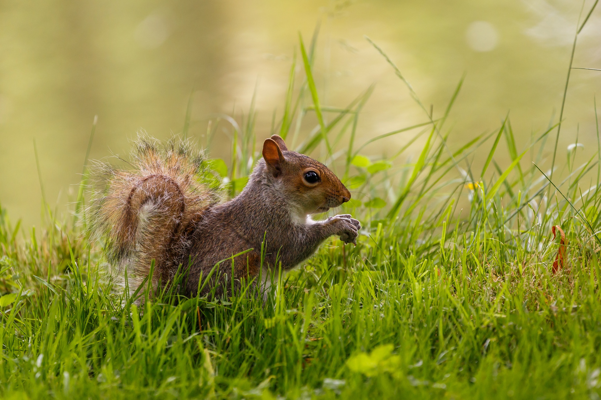 Download mobile wallpaper Squirrel, Grass, Animal, Rodent for free.