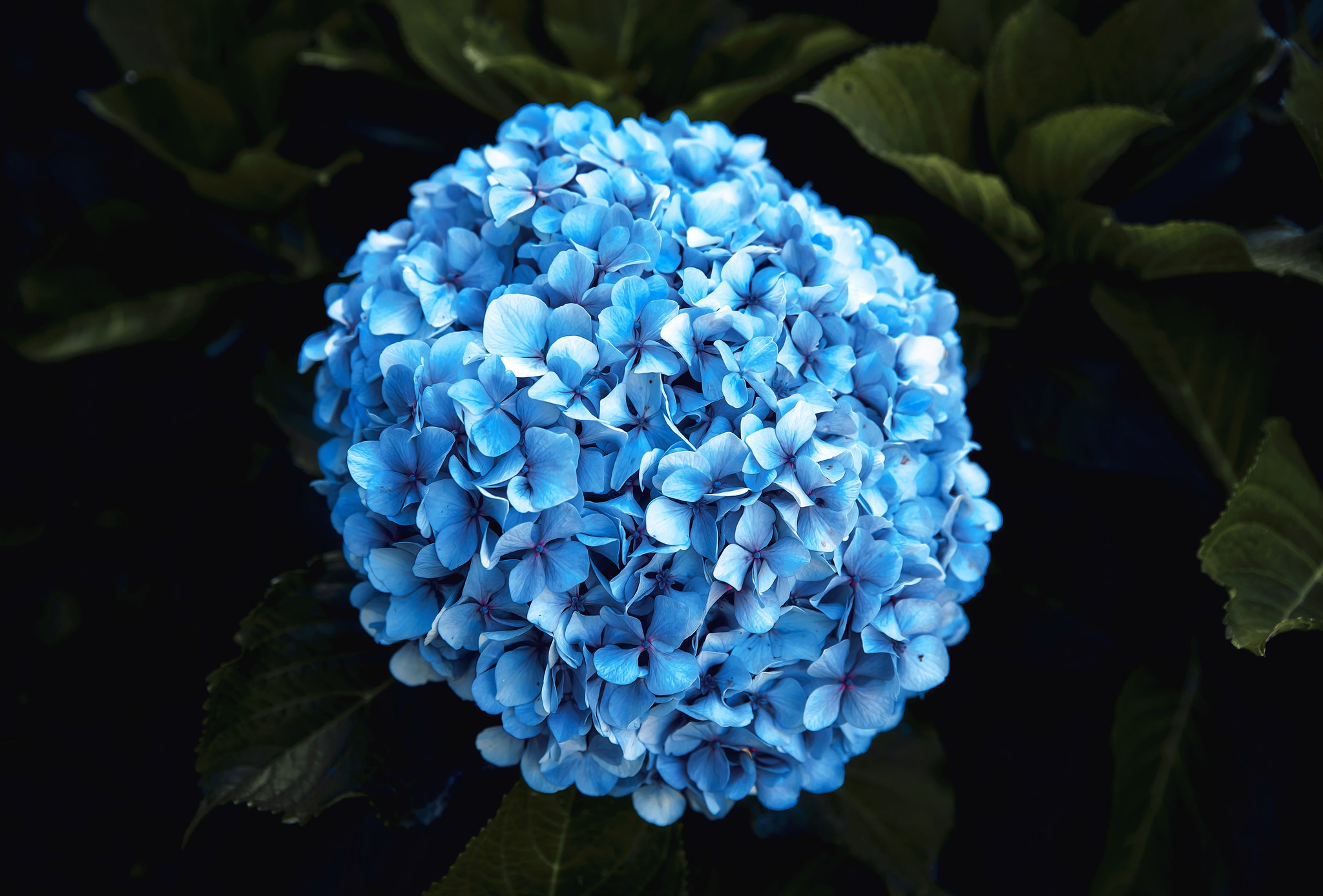 Download mobile wallpaper Flowers, Earth, Hydrangea for free.