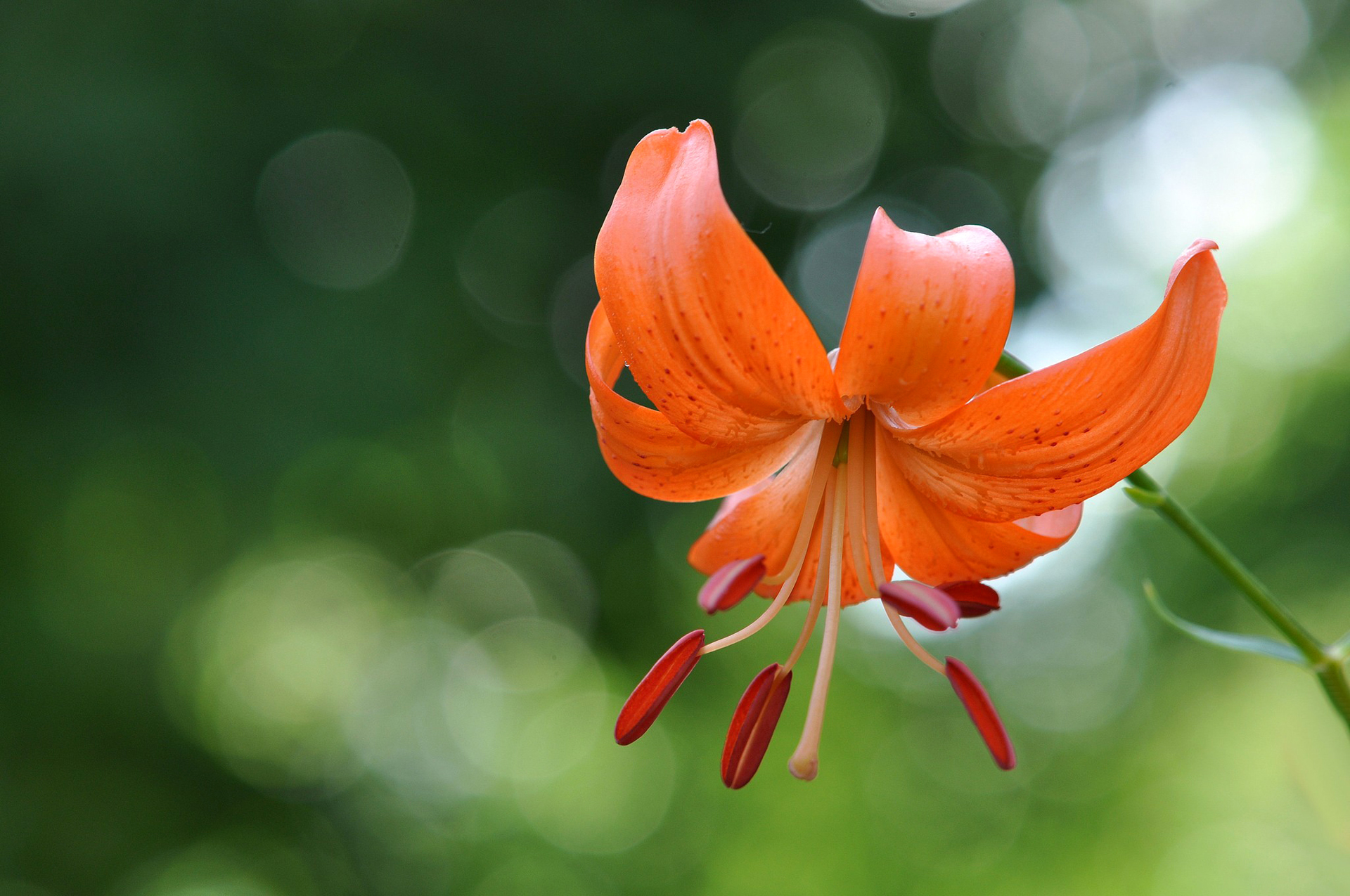 Laden Sie das Blumen, Blume, Makro, Lilie, Erde/natur, Orangene Blume-Bild kostenlos auf Ihren PC-Desktop herunter