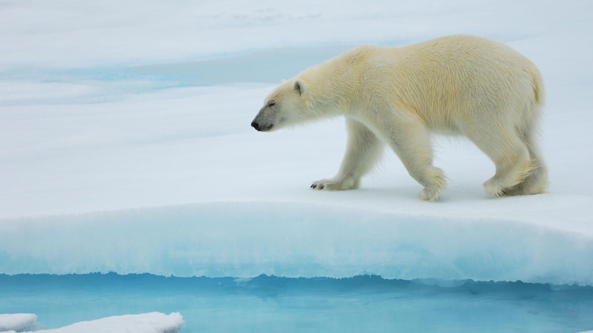 Download mobile wallpaper Bears, Polar Bear, Bear, Animal for free.