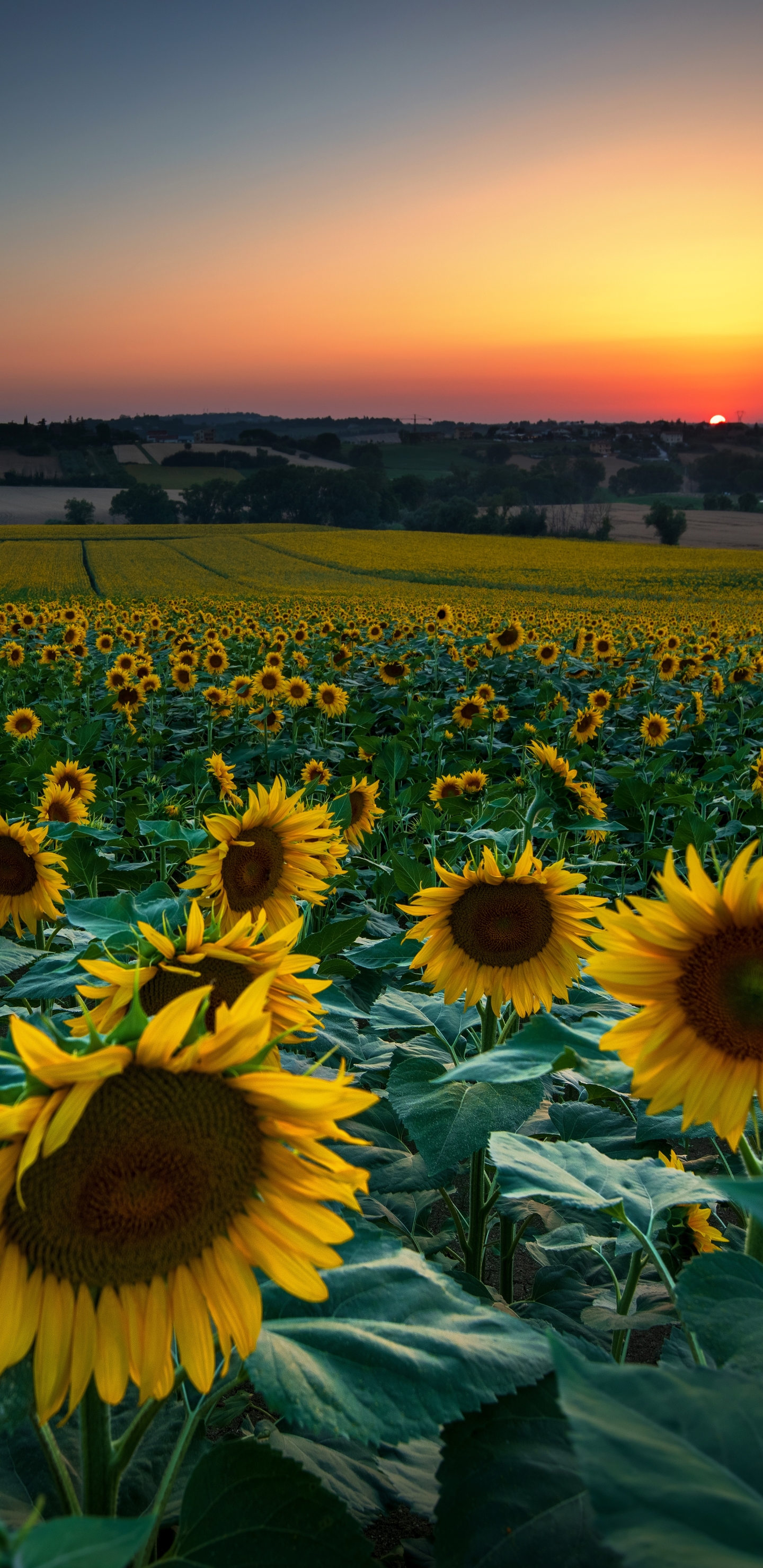Laden Sie das Blumen, Sommer, Blume, Sonnenaufgang, Feld, Sonnenblume, Gelbe Blume, Erde/natur, Aufstellen-Bild kostenlos auf Ihren PC-Desktop herunter