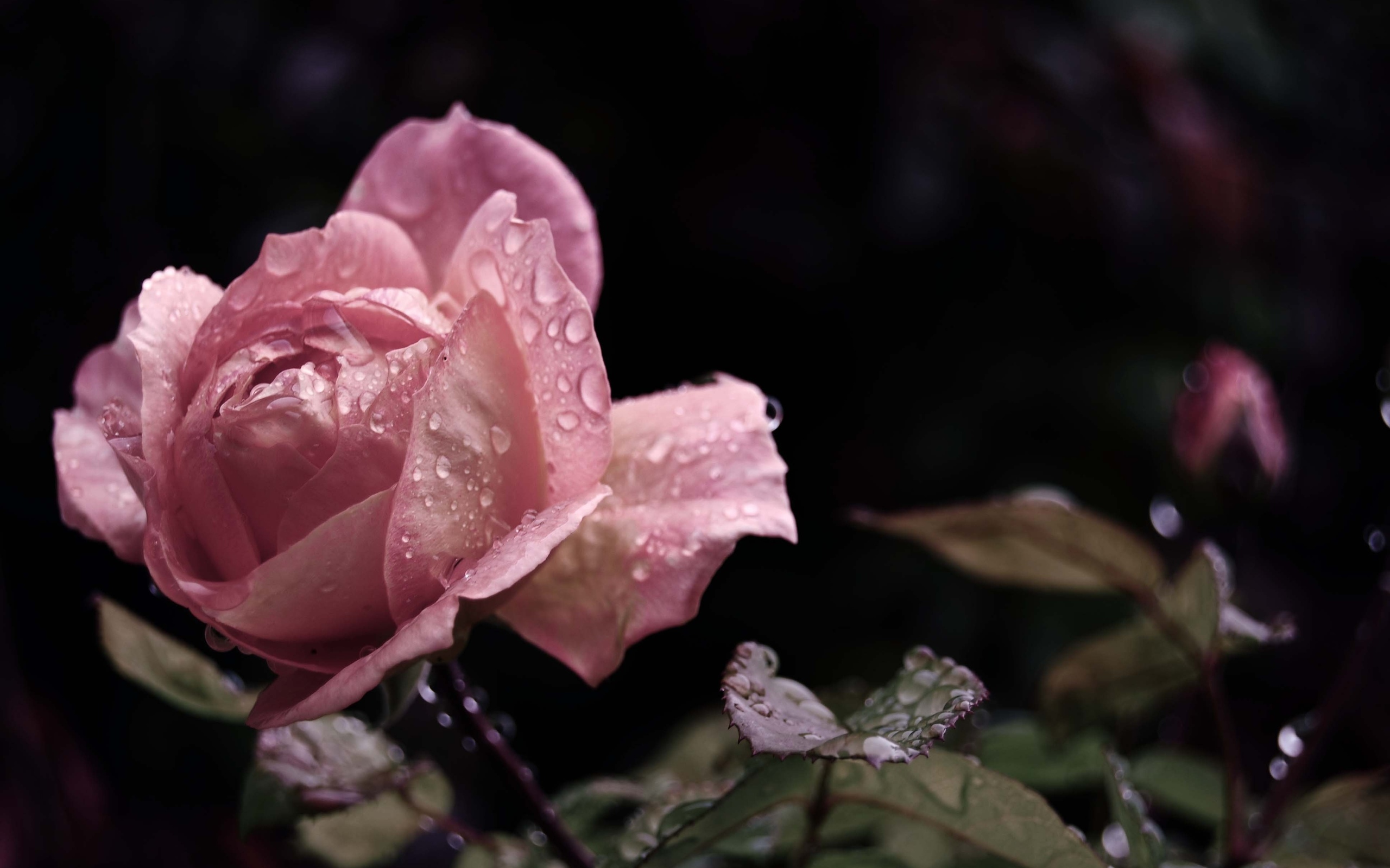 Baixe gratuitamente a imagem Rosa, Terra/natureza na área de trabalho do seu PC