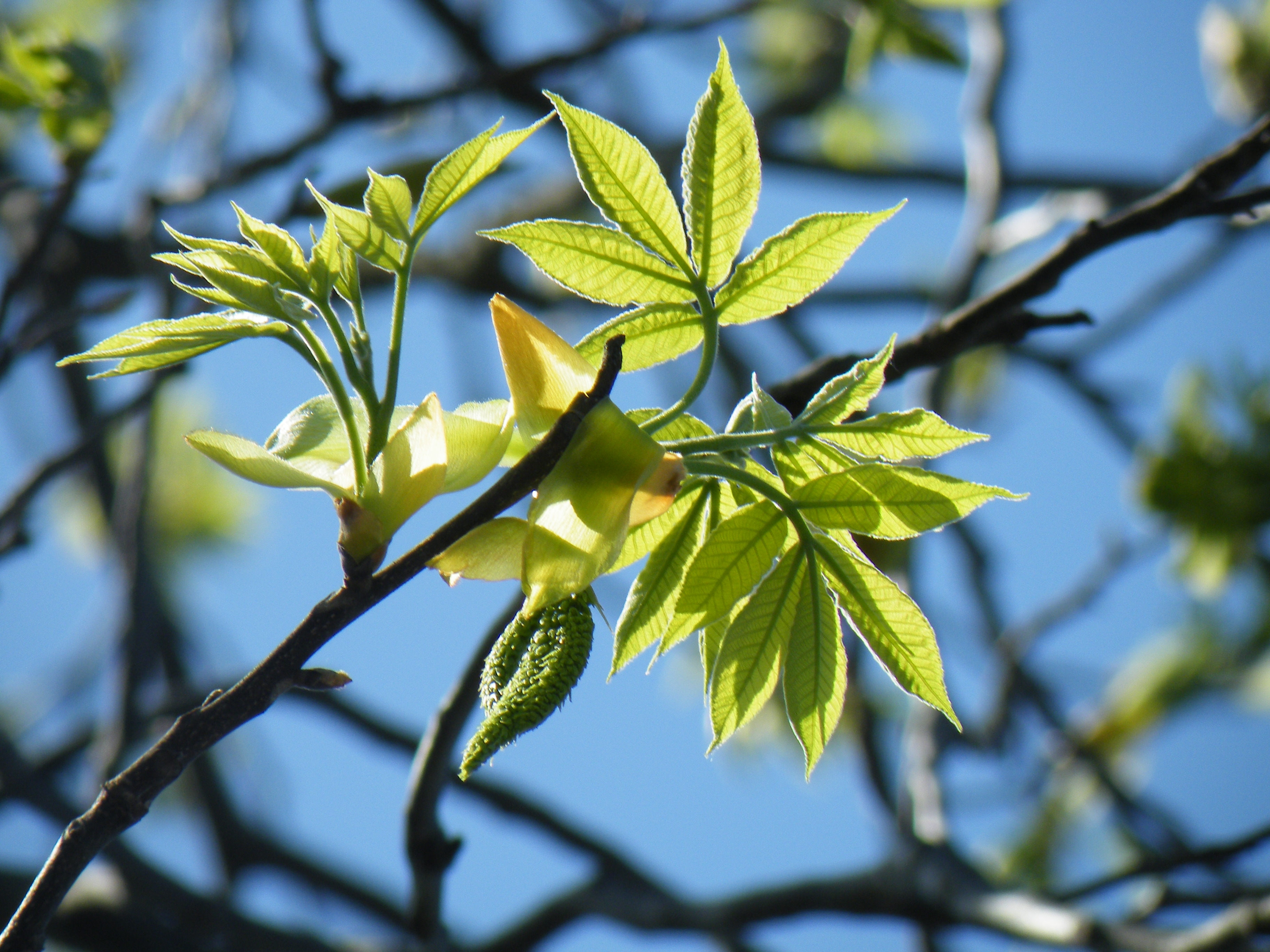 Laden Sie das Geäst, Zweige, Natur, Makro, Blätter-Bild kostenlos auf Ihren PC-Desktop herunter
