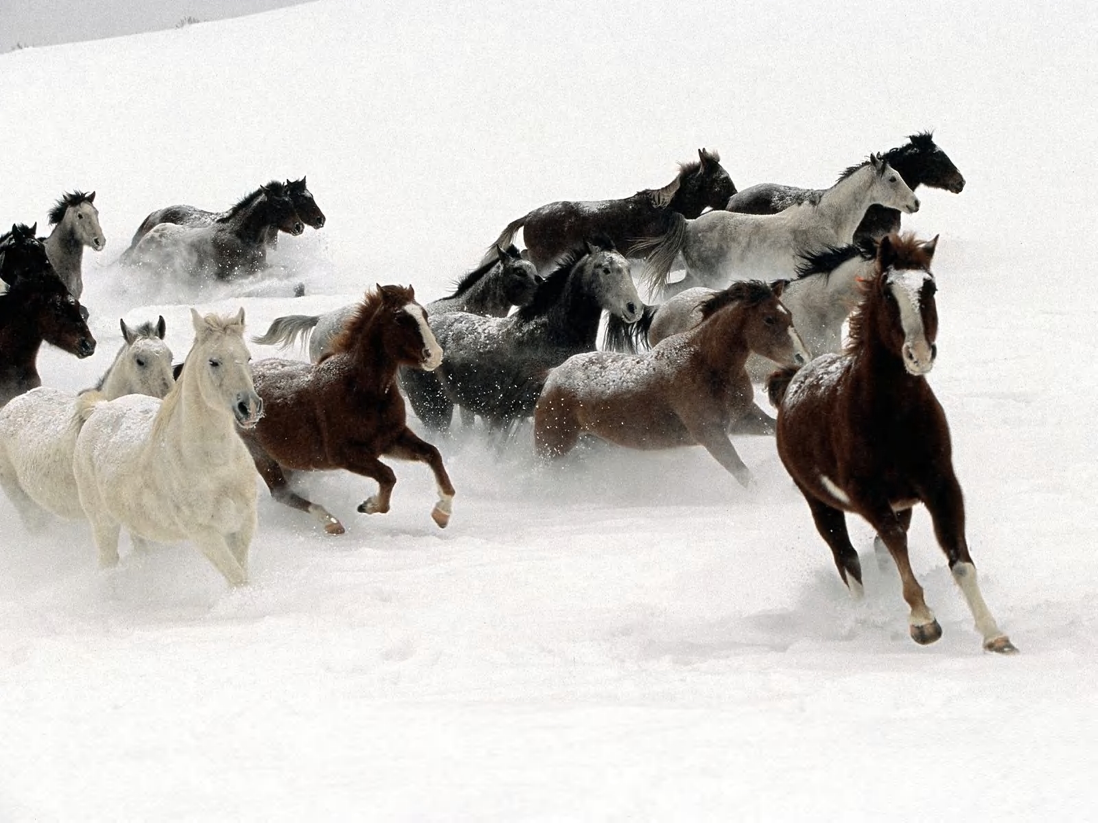 Free download wallpaper Winter, Animals, Horses on your PC desktop