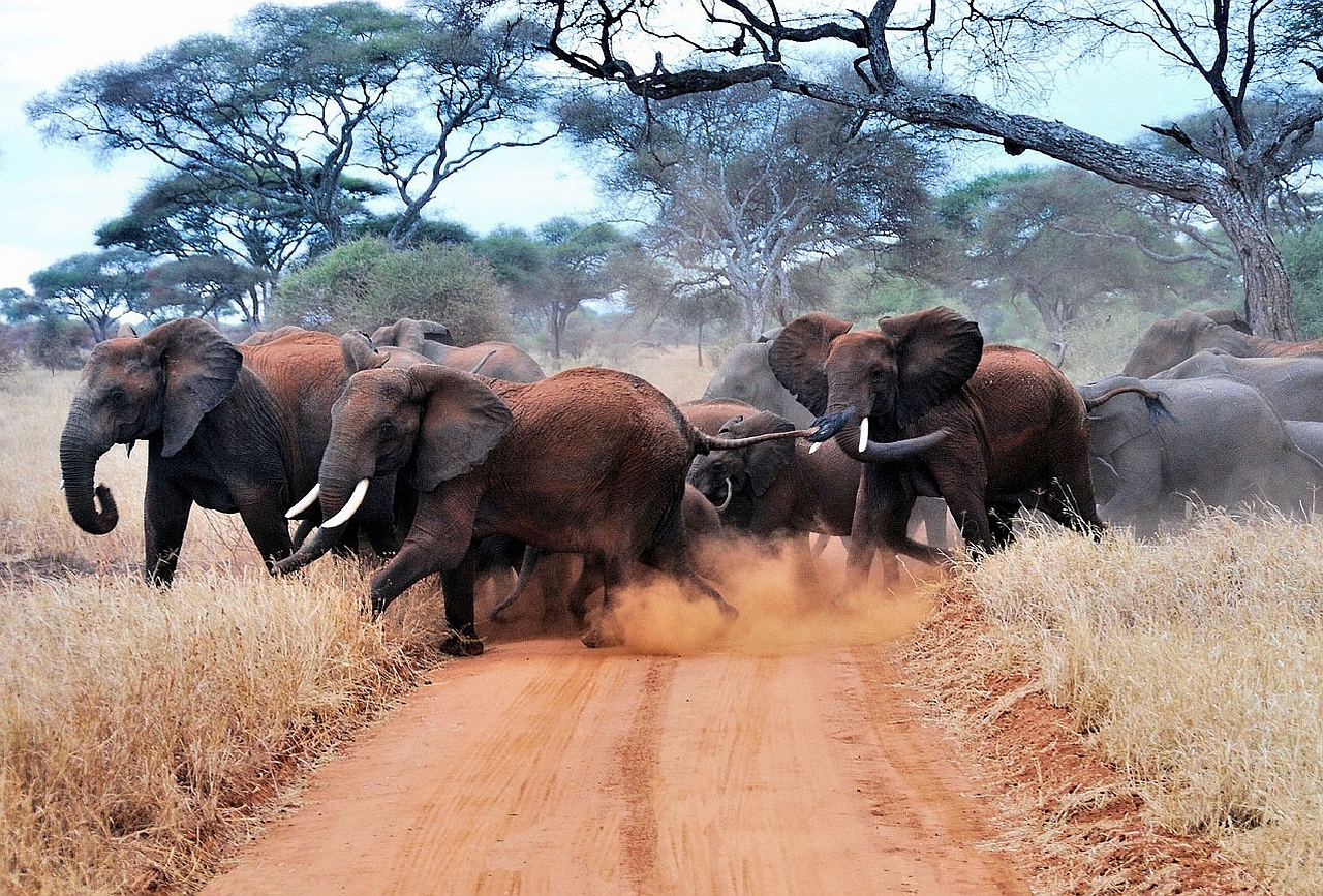 animal, african bush elephant