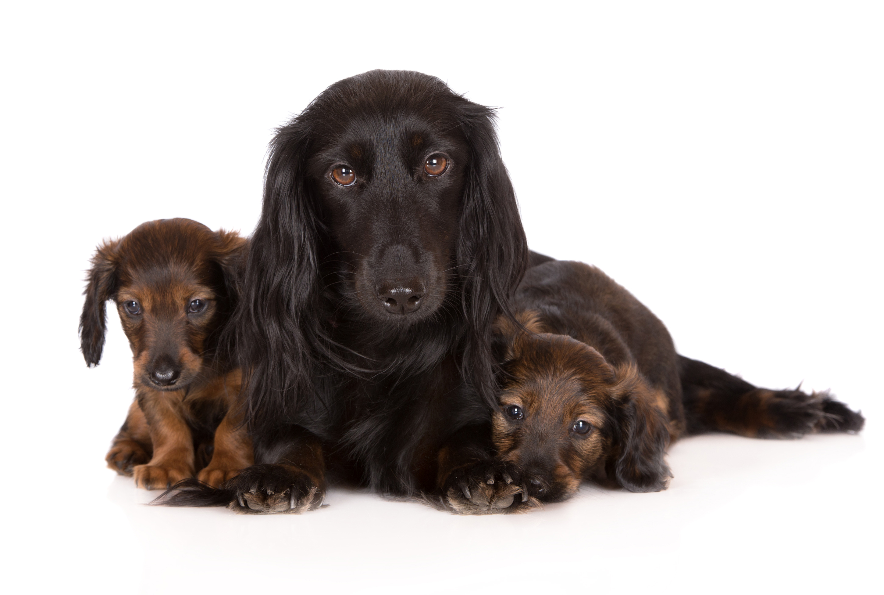 Download mobile wallpaper Dogs, Dog, Animal, Puppy, Cute, Dachshund for free.