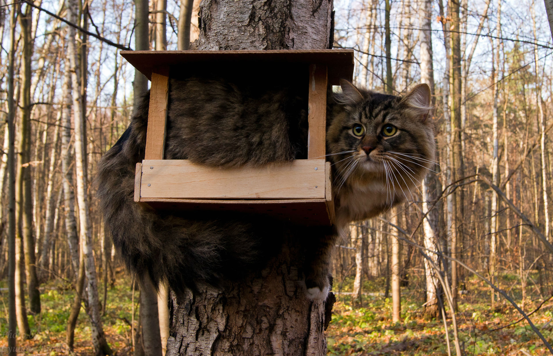 Baixe gratuitamente a imagem Animais, Gato na área de trabalho do seu PC