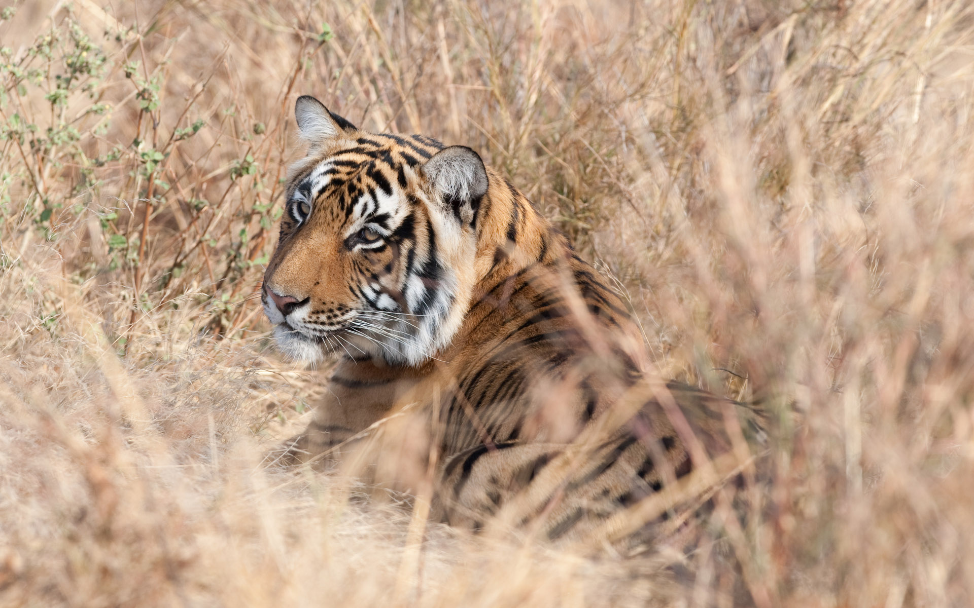 Descarga gratuita de fondo de pantalla para móvil de Animales, Gatos, Tigre.