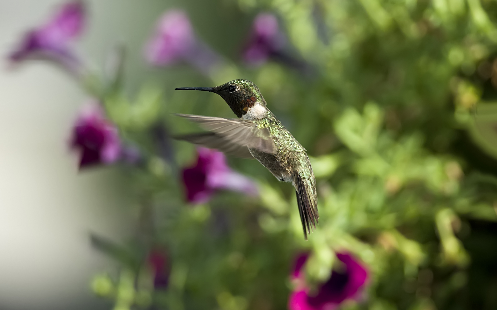 Free download wallpaper Birds, Bird, Animal, Hummingbird on your PC desktop