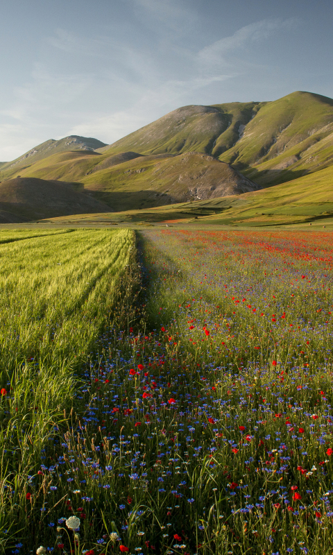 Download mobile wallpaper Landscape, Nature, Summer, Mountain, Flower, Earth, Field, Poppy, Red Flower for free.