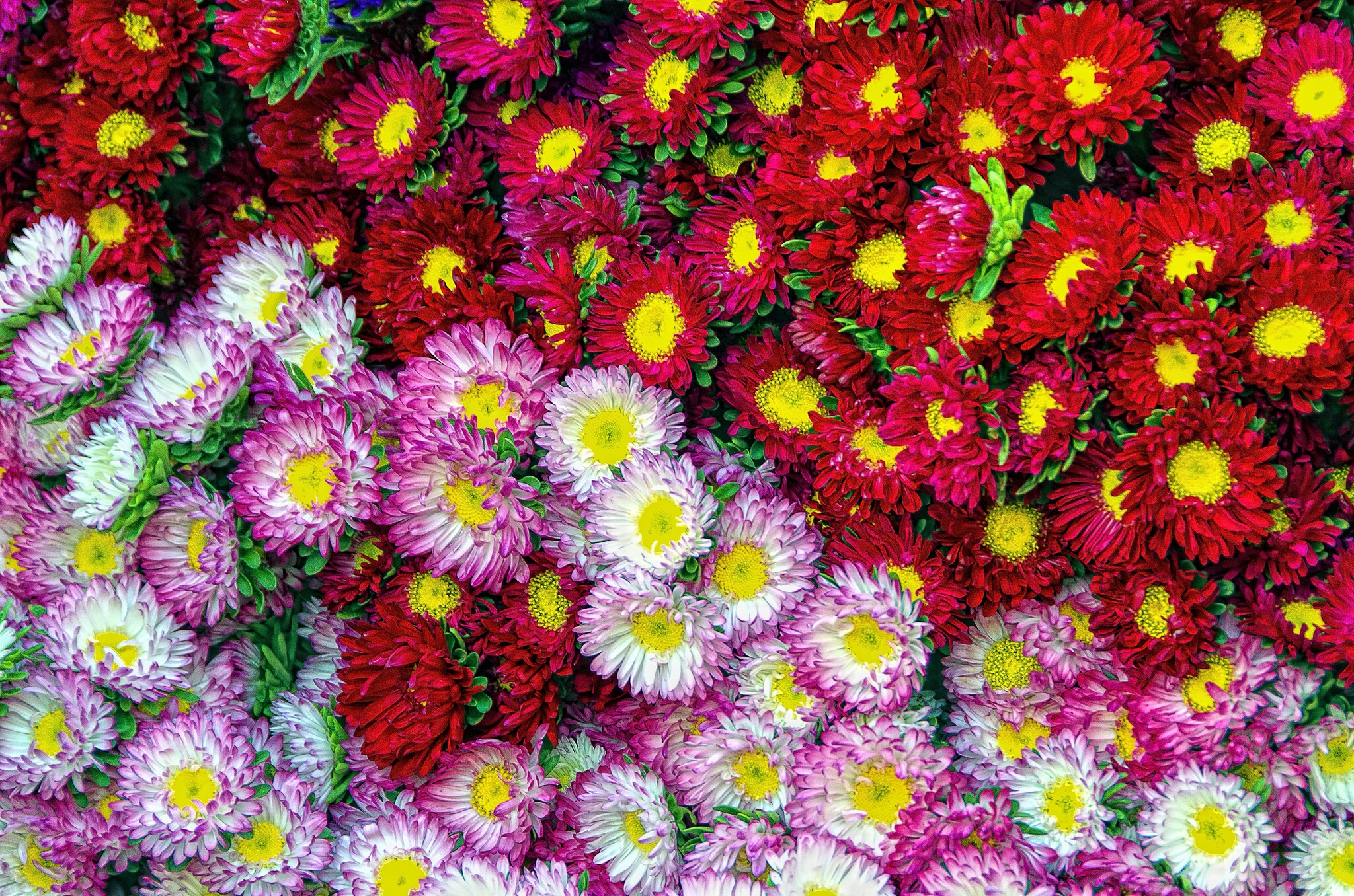無料モバイル壁紙フラワーズ, 花, 地球, デイジー, 赤い花, ピンクの花をダウンロードします。