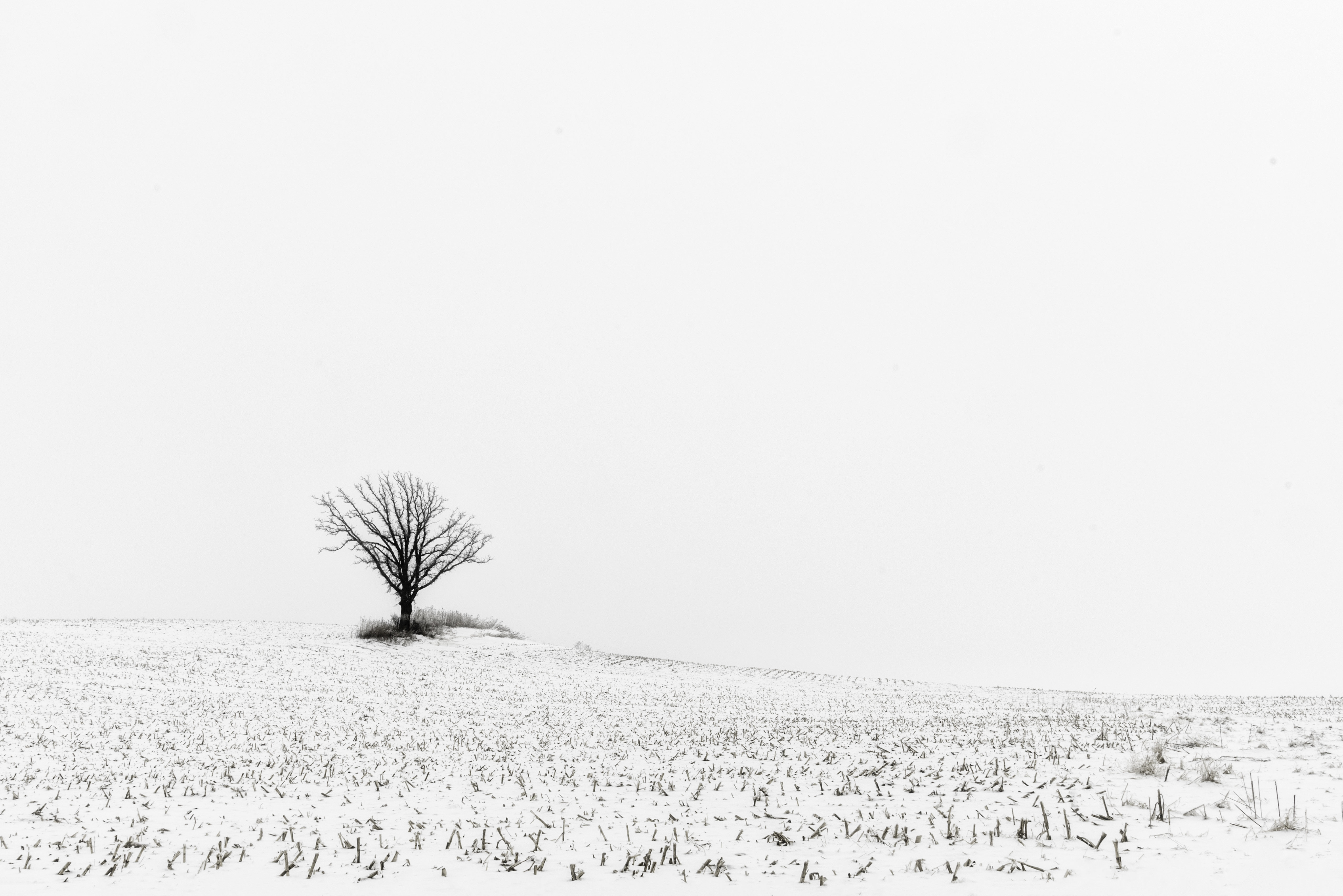 Download mobile wallpaper Snow, Wood, Field, Tree, Winter, Nature for free.