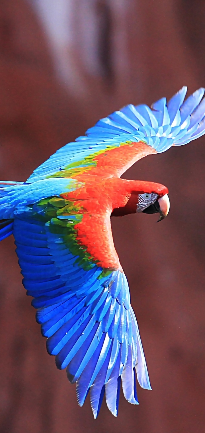 Download mobile wallpaper Birds, Animal, Macaw, Parrot, Red And Green Macaw for free.
