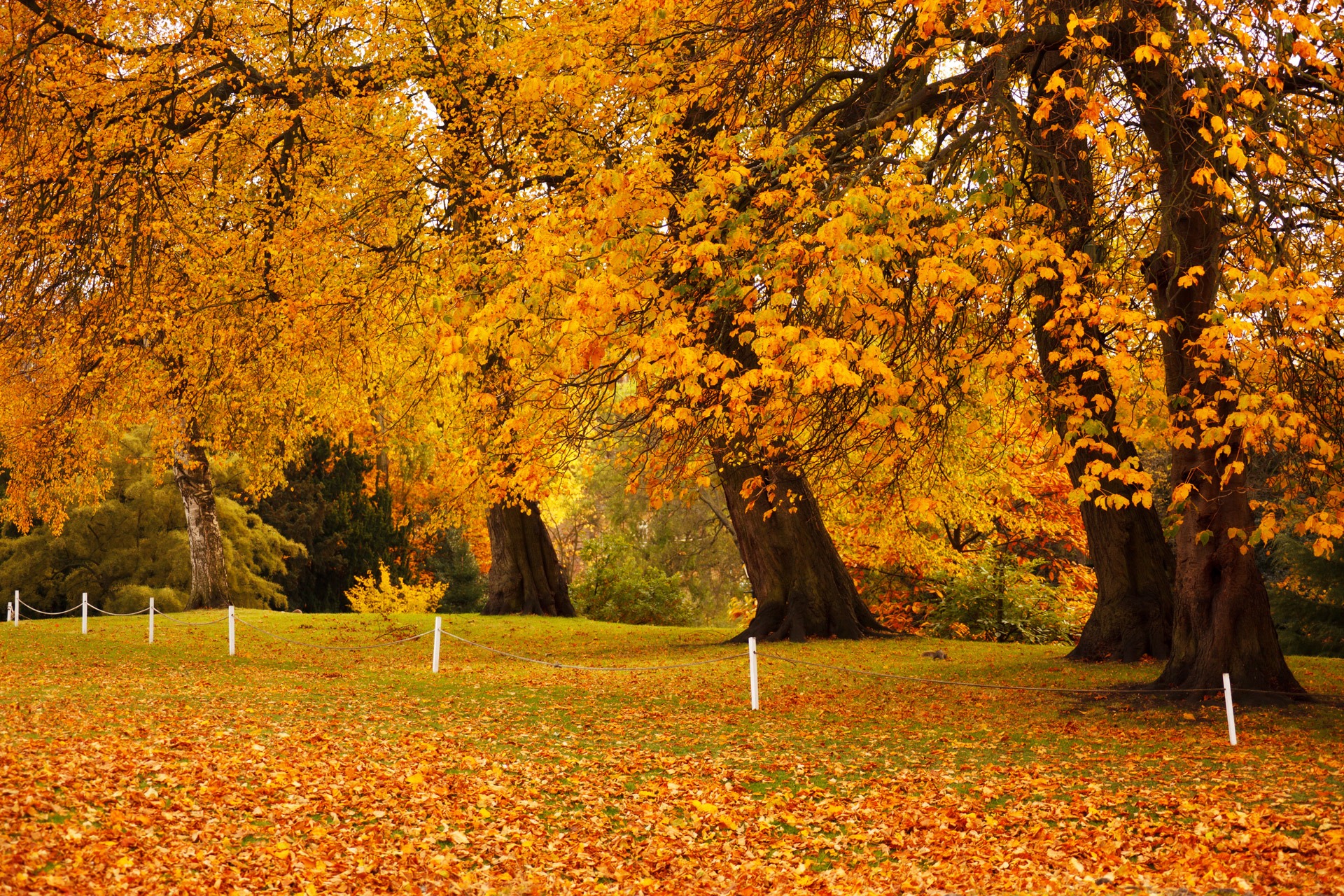 Download mobile wallpaper Trees, Tree, Fall, Earth for free.